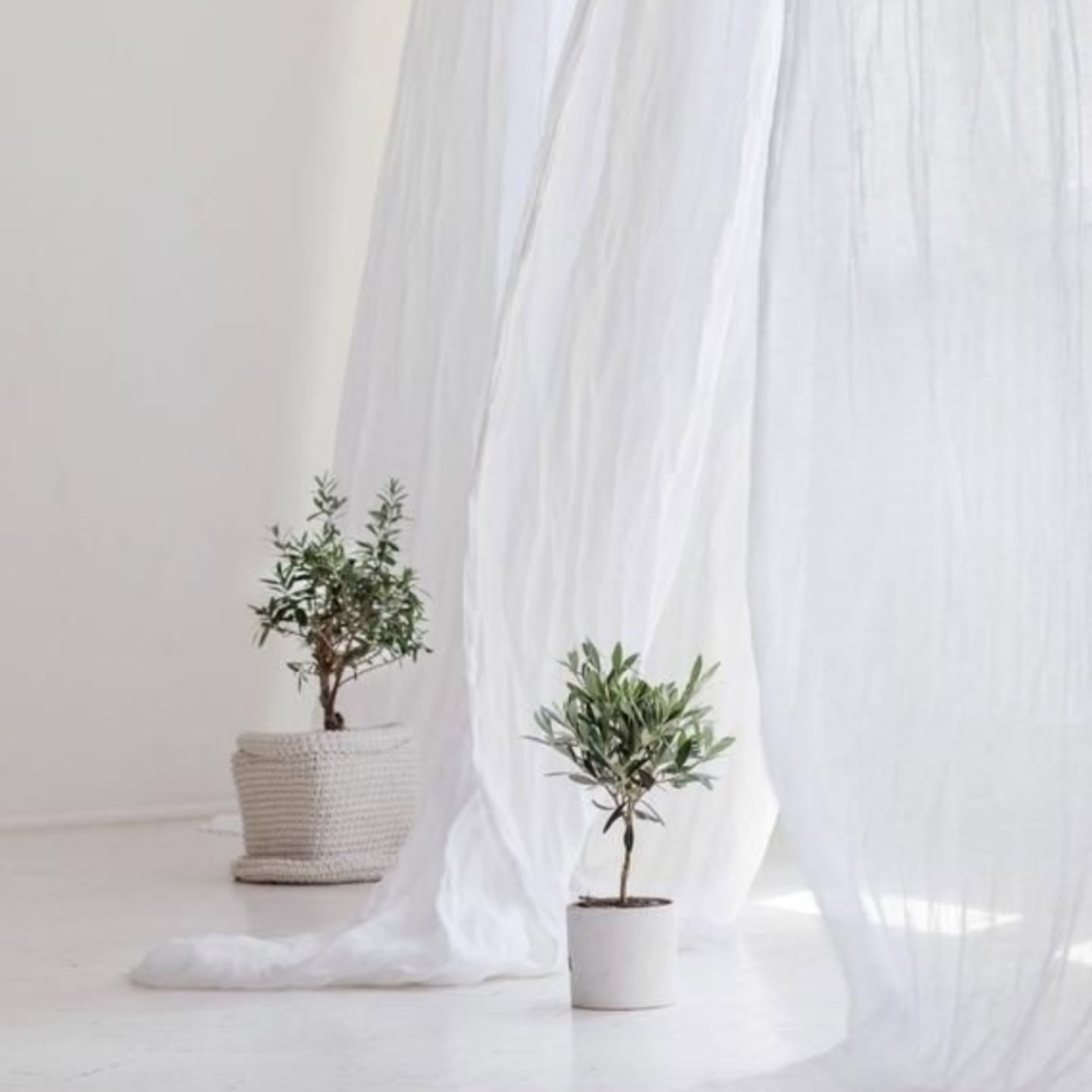 “Beyaz bir perdenin ardında süzülen ışık…
ve yüzyıllardır sabrın, bereketin simgesi olan zeytin 🌿
Zeytin ağacı, tarihte barışın ve ölümsüzlüğün sembolü olarak bilinir.
Her yaprağı geçmişten bugüne uzanan bir hikâye taşır…
Sessizdir ama çok şey anlatır.
Bakımı ise onun doğası gibi sade:
☀️ Bol ışık sever, güneşi gördükçe mutlu olur
💧 Toprağı kurudukça sulanmalı, fazla suyu sevmez
🌿 Havadar ortamda gelişir, kapalı ve karanlık alanlardan hoşlanmaz
Doğanın en zarif hatırlatması:
Güzellik, sabırla büyür…”