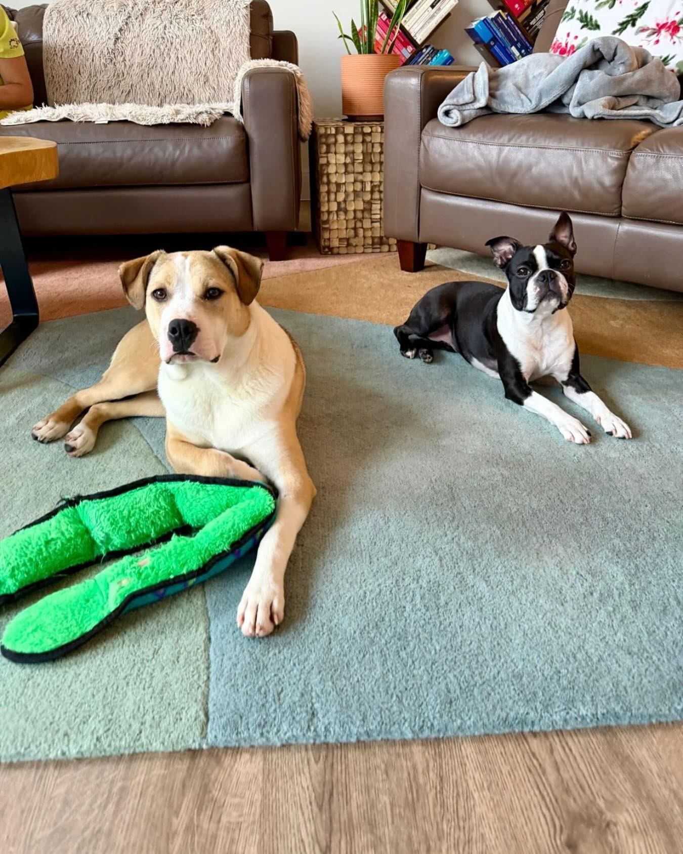 Friendships arenโt just for humans. Good dog friends = better behavior and a fuller life. ๐ ๐พ #WagWithWilliam #FearFreeTraining #PositiveReinforcement