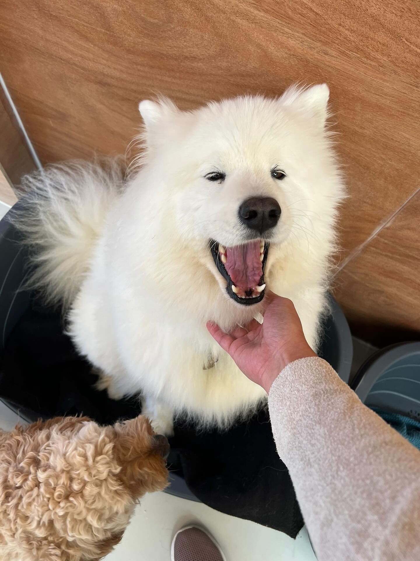 Friday pups 🥰🐾🐶💛
.
.
.
.
.
.
#dogsofauckland #dogsofnz #wooflandnz #doggydaycarelife #doggydaycarefun