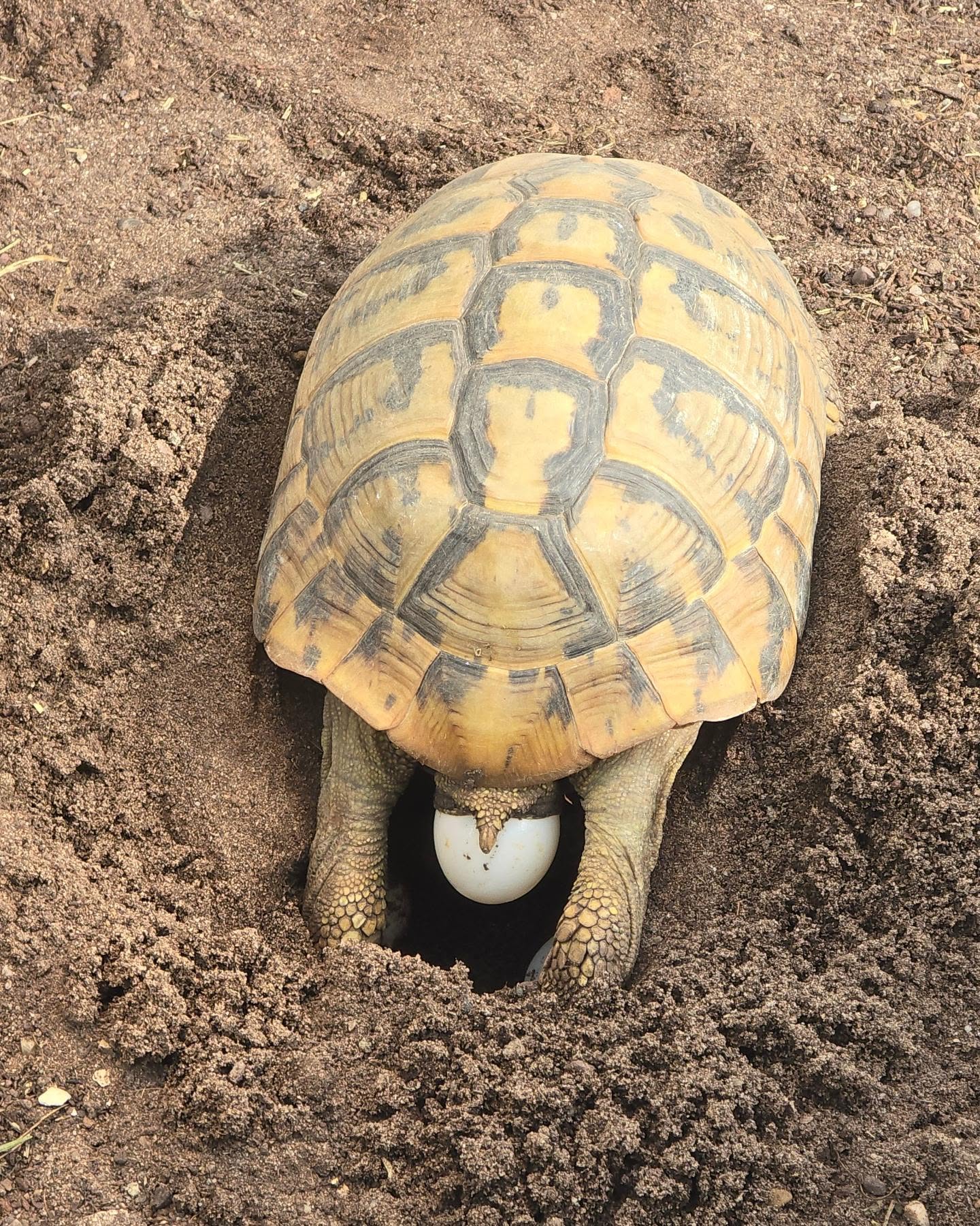 Nesting season is in full swing here. This year we have had 3 boettgeri and 2 hermanni hermanni decide to lay for the 1st time for us. Here we have Starburst laying her 1st clutch. She laid 3 large eggs.
#midlandtortoise #tortoise #Tortoise #tortoisekeeper #tortoiseofig #tortoiseofinstagram #tortstgram #tortoiselife #reptilesofinsta #reptilesofig #repstagram #pets #reptile #schildkröte #nestingtortoise #nest #pet #egg #egglaying #reptilebreeding #captivebred #midlandtortoise #uktortoisekeepers #ukreptiles
