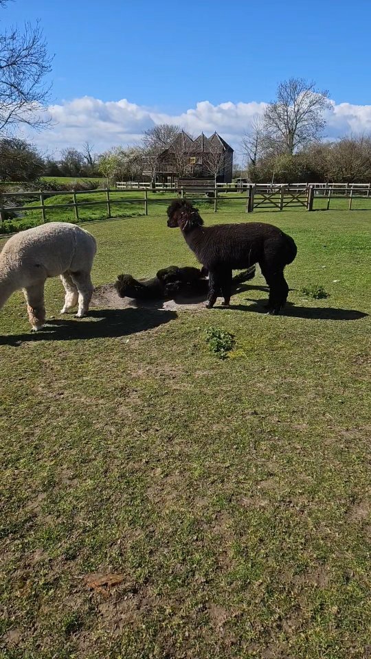Hugo really said "I’M BUSY!" ✋🤣
SpongeBob, Patrick Star, Alpaca, Nostalgia.
#spongebob #alpaca #patrickstar #funnyanimals #nickelodeon