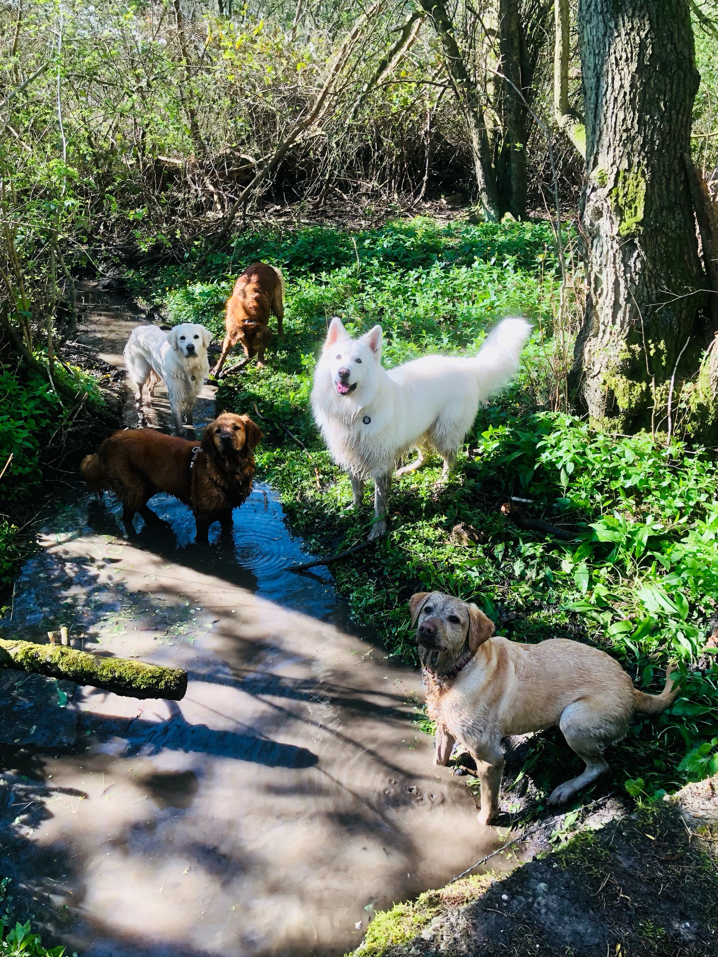 😁💦🐾
If your dog would like to have a walk with us then contact us at www.ardendogwalking.co.uk and check out our half-day experience.
#ullenhall #tanworthinarden #hockleyheath #henleyinarden #dog