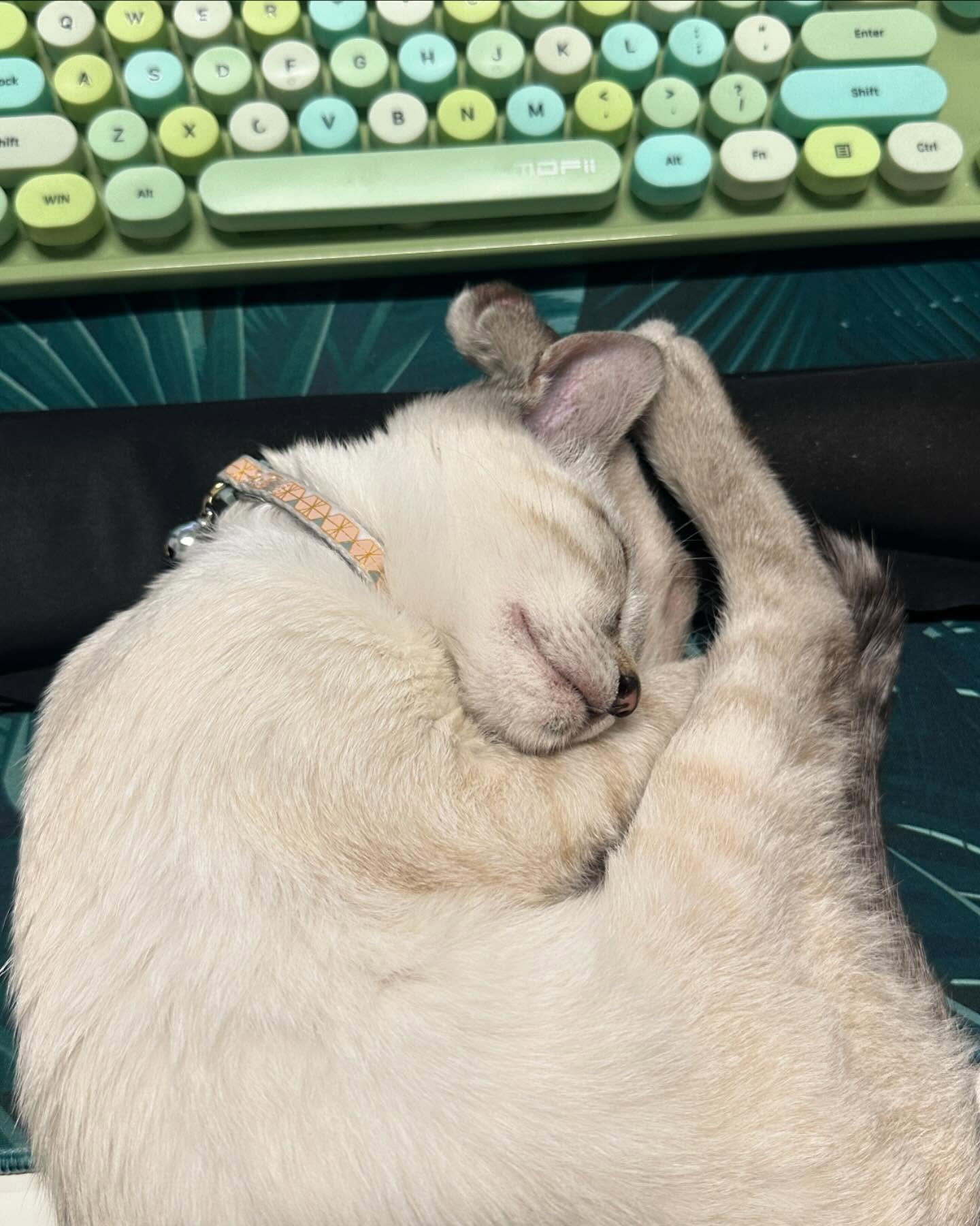 A quick nap after lunch