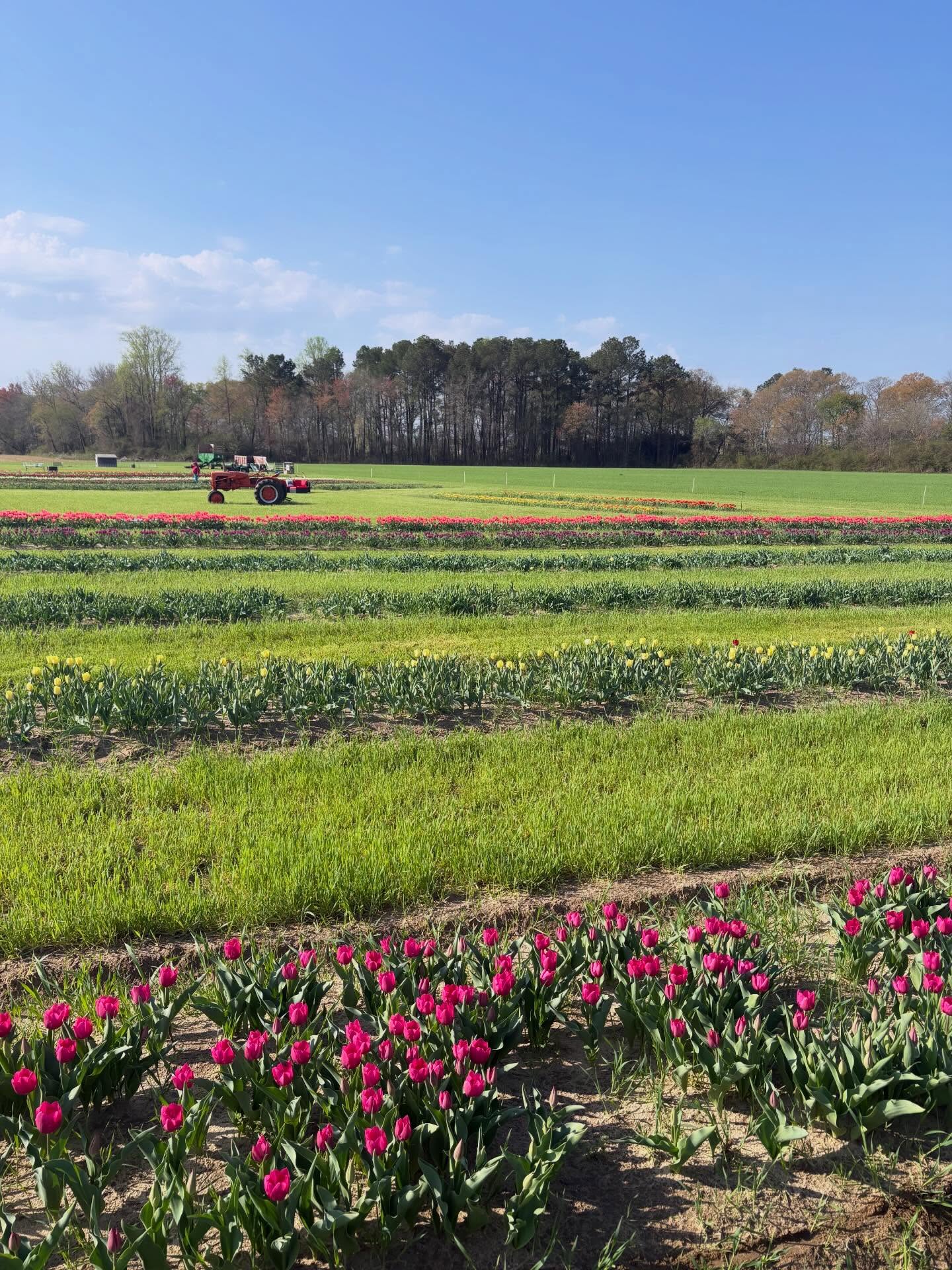 The Delmarva Tulip Festival!!! Join us this Weekend, April 10th-12th for the First Annual Delmarva Tulip Festival, located at Vintage Family Farms. There are Thousands of Tulips to Pick, Games, Food, Animals and Photo Ops. Open 10am-6pm each day. Check out www.vintagefamilyfarms.com to book tickets for a discount.
.
.
.
.
#delmarva #tulips #upickflowers #flowers #flowerfarm
