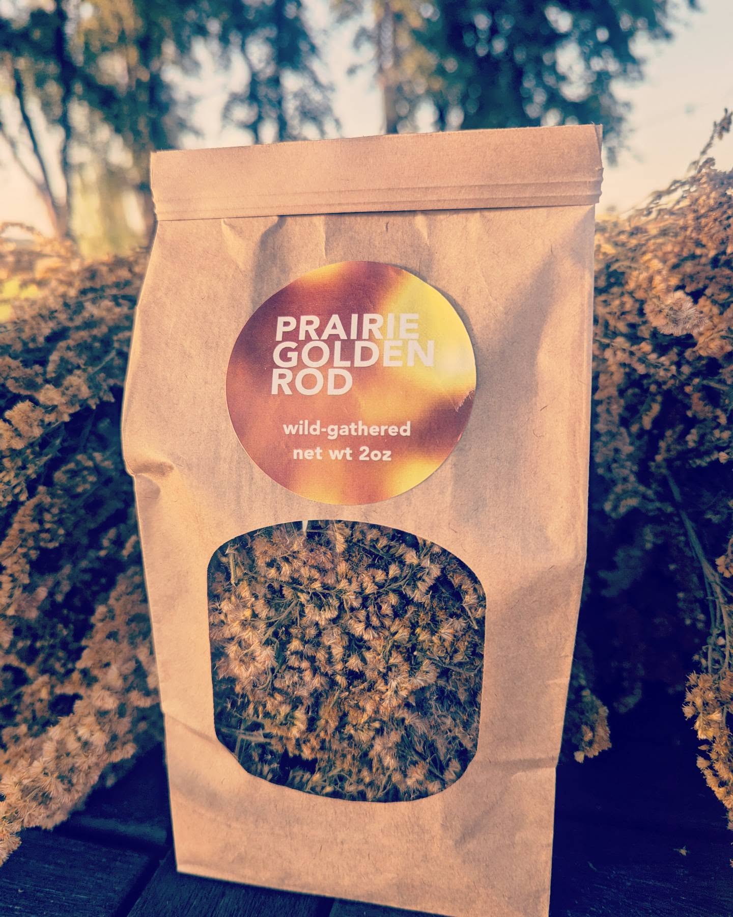 Capturing the gold of late summer for you.
#forage #goldenrod #goldenrodtea #wildflowers #wildcraft #homesteadinglife #homesteading #homestead #herbalism #herbalmedicine #naturalmedicine