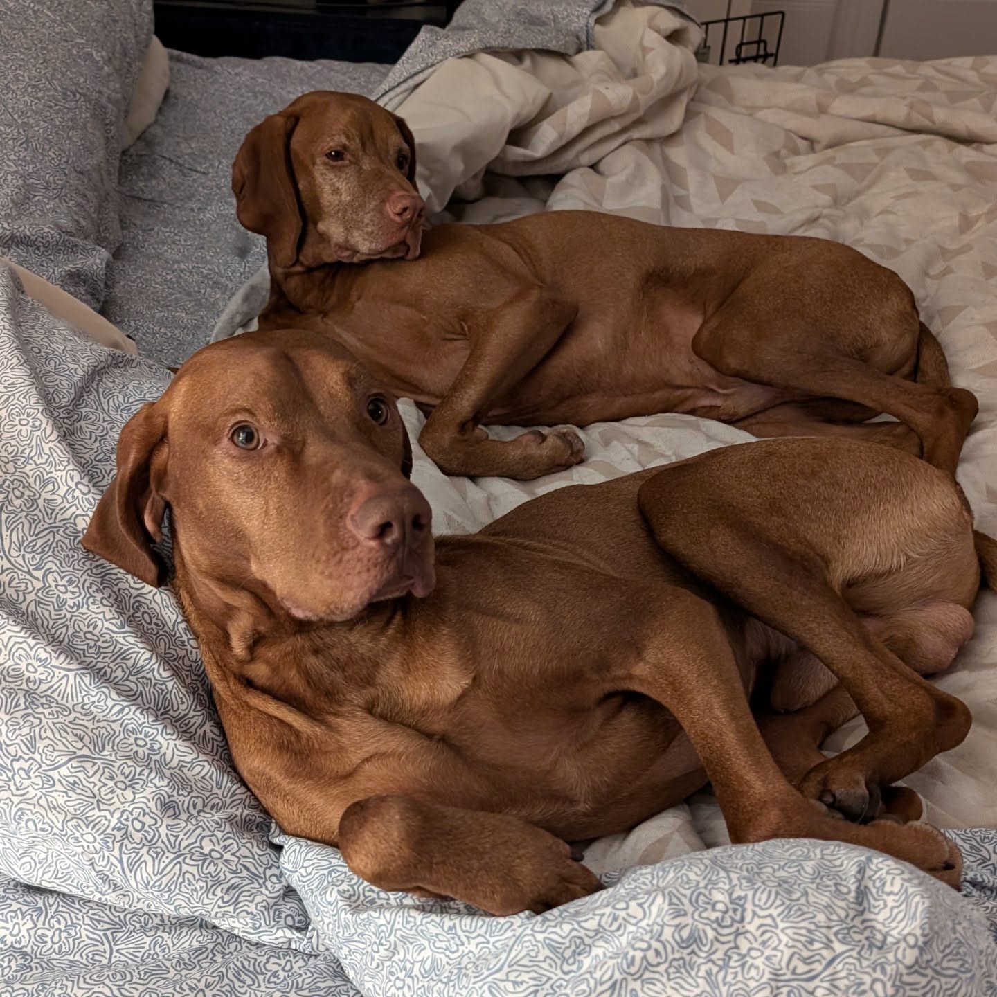 The faces you make when it's 12 degrees, feels like 4, but mum says "we're going hunting!"
#vizslalife #vizlsasofinstagram #vizslasofchicago #huntingvizsla #birddog #citydog
