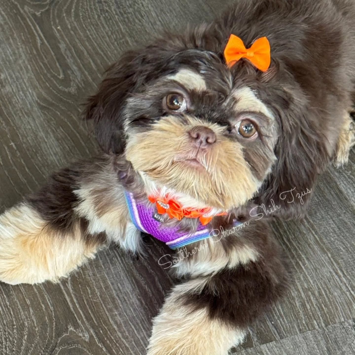 Pupdate! Who remembers my Peaches from last Fall? She's Stevie now. Her mommy says, "5 months old and bringing joy to whoever’s path she crosses! The best personality and such a snuggle bug." 🍑🐶💖
www.southerncharmshihtzus.com 💖 706-296-5239 #dobieshihtzus #dobieshihtzupuppy #dobieshihtzu #souththerncharmshihtzus #chocolatdobie