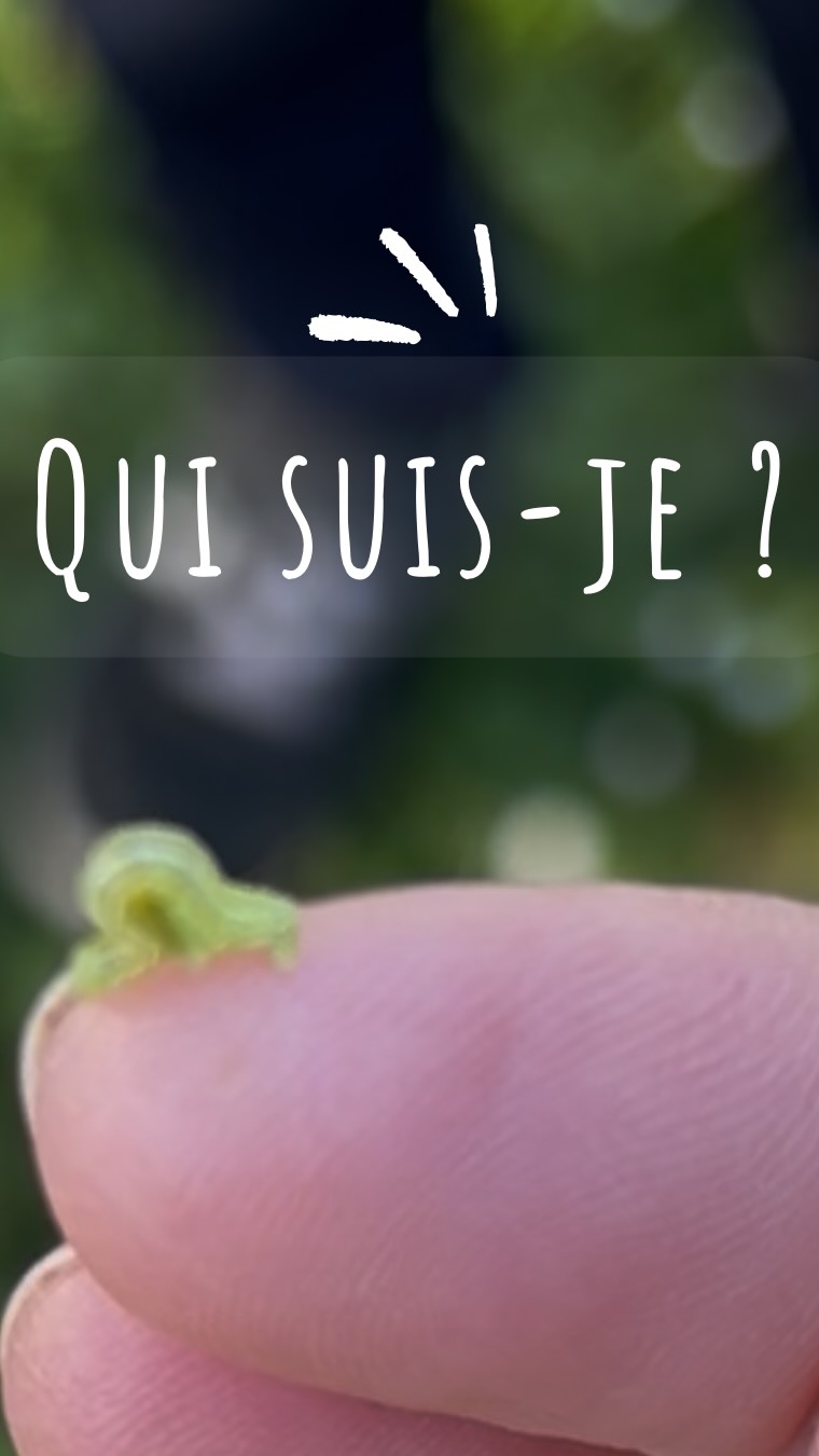 La chenille arpenteuse 🐛
Sans patte au milieu, elle invente sa propre façon d’avancer.
Un vrai spectacle ce matin 🌿
#natureenfants #tempsdehors #petitesbêtes #éducationnature #enfantsnature