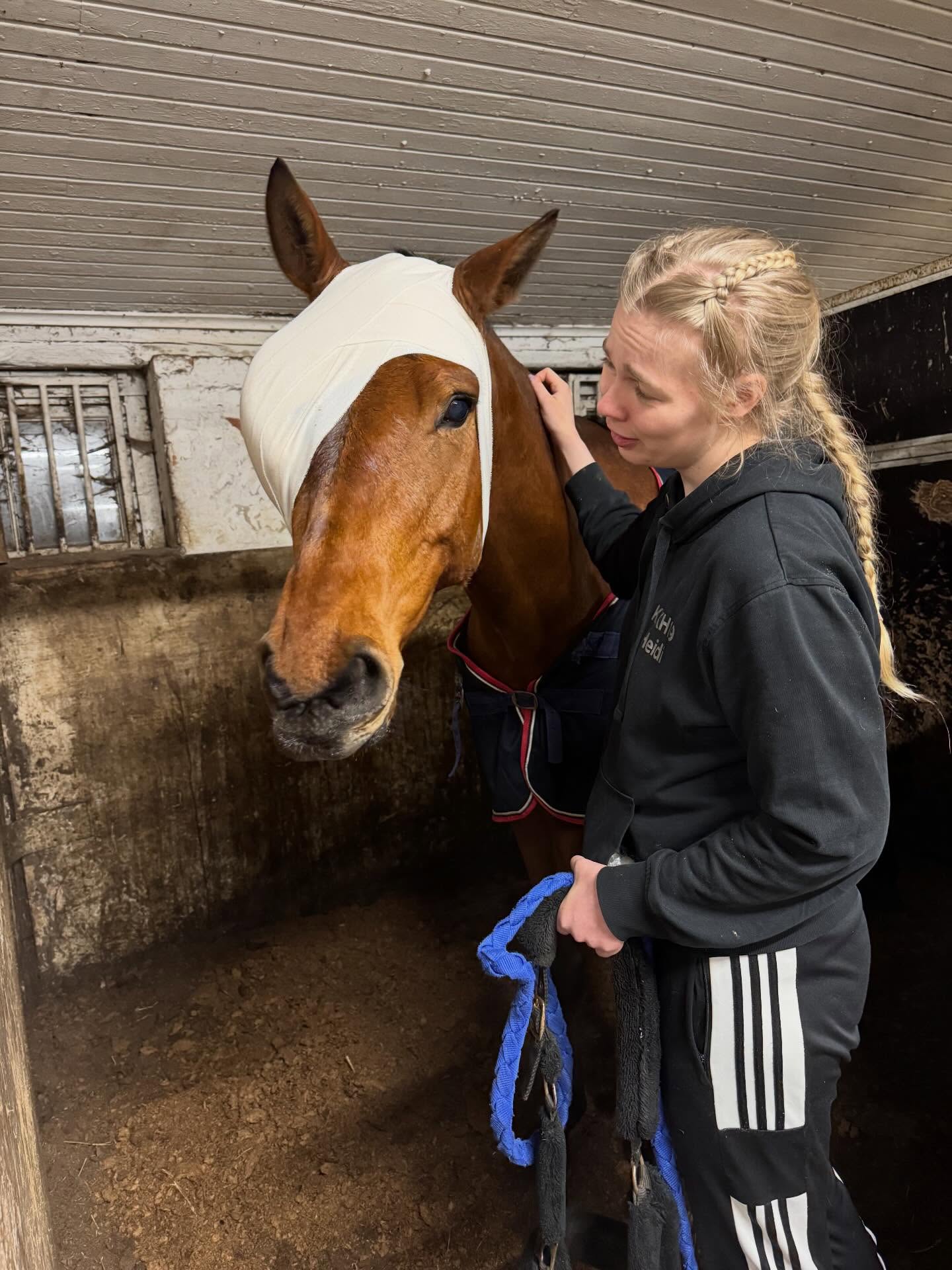 Letulta jouduttiin poistamaan eilen silmä 😥
Silmä meni sunnuntaina ihan harmaaksi ja se vietiin pikaisesti Viikkiin. Silmässä oli sarveiskalvon paise ja eläinlääkäri suositteli silmän poistoa. Sitä olisi voinut yrittää hoitaa, mutta lopputulos olisi kalliiden hoitojen jälkeen ollut silti todennäköisesti silmän poisto.
Silmässä ei ollut mitään merkkiä tapaturmasta. Bakteeri päässyt kuitenkin jostain silmän sisälle. Paise on saattanut olla tekeytymässä silmässä pidempäänkin.
Hevoset onneksi sopeutuvat yksisilmäisyyteen hyvin ja tutkimusten mukaan valtaosa palaa samaan käyttötarkoitukseen silmän poiston jälkeen.
Merirosvo-Lettu parantelee leikkaushaavaa seuraavat pari viikkoa, jonka jälkeen palailee pikkuhiljaa takas laumaan ja hommiin. ❤️
Junnujen kenttä sm:t edelleen kauden ykköstavoite 💪
#omahevonen
#letzfetz
#hevosensilmänpoisto