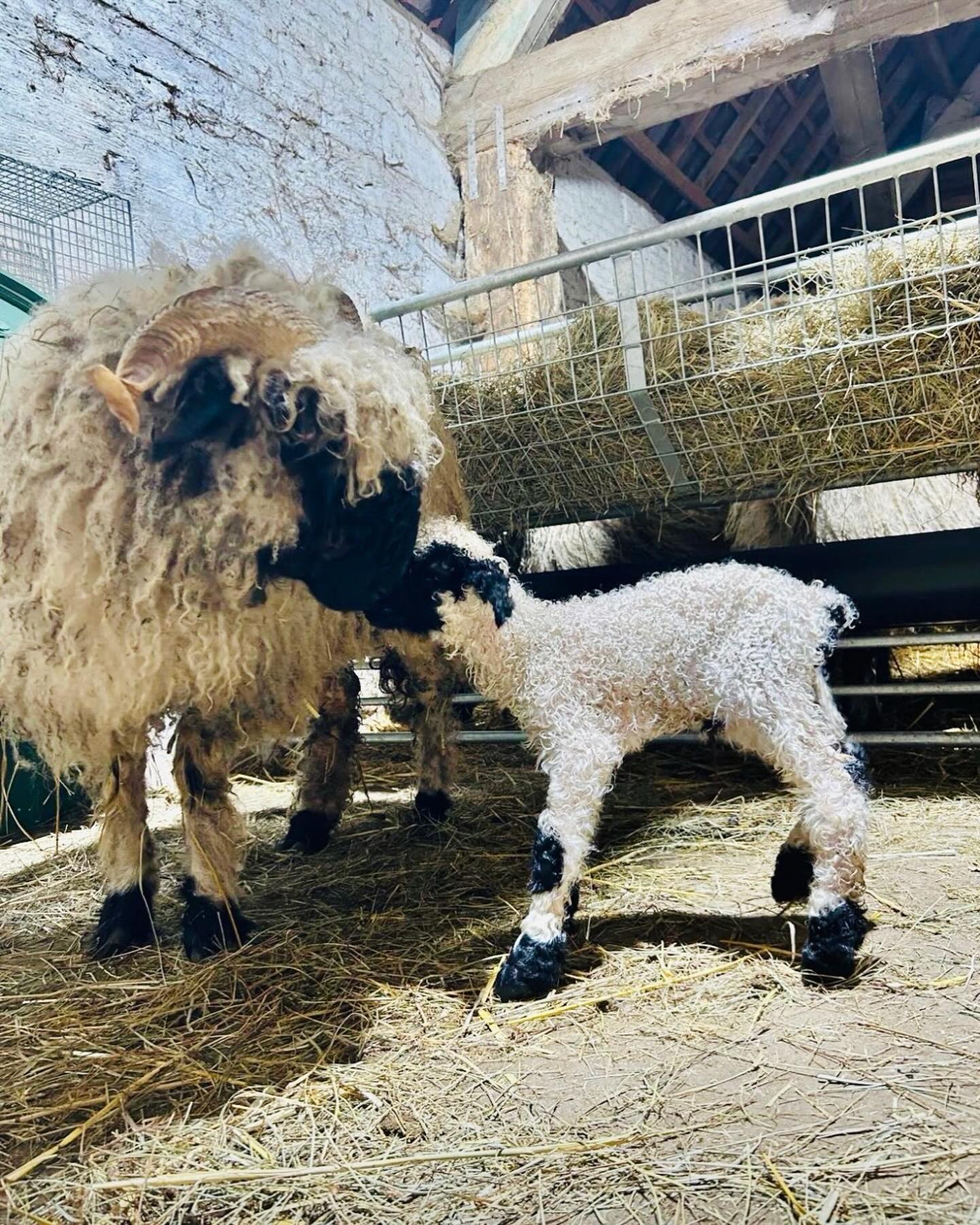 Hello little one 🤍