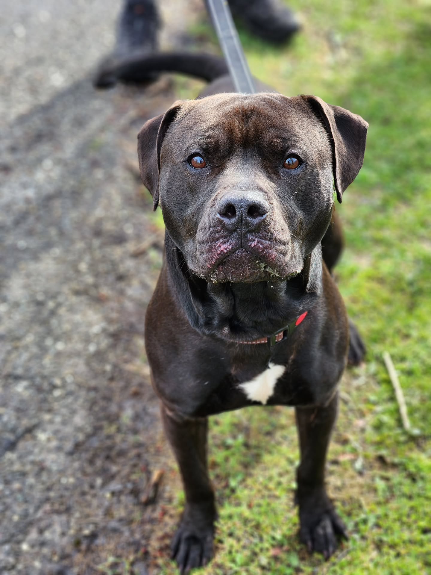 Meet Slinky💚
Unfortunately, his family never came for him, so now he’s waiting at a continuously full county pound. 💔 Having had a home before, kennel life is going to be hard on him, and we’re really hoping his stay will be a short one.
Slinky is around 3 years old, and he weighs 60 lbs. He's sweet, affectionate, and absolutely stunning in person! We were told he lived with cats, though slow introductions are always a must. A meet with your resident dog would be required to make sure everyone is a good fit.
The pound is overflowing, and there are so many amazing dogs waiting for their second chance. Please apply today to give Slinky the loving home he's always deserved. -Wendi
https://www.co.trumbull.oh.us/DogWarden/dw_adoptablesearch.html
Trumbull County Pound:
7501 Anderson Ave.
Warren, Ohio 44484
330-675-2787