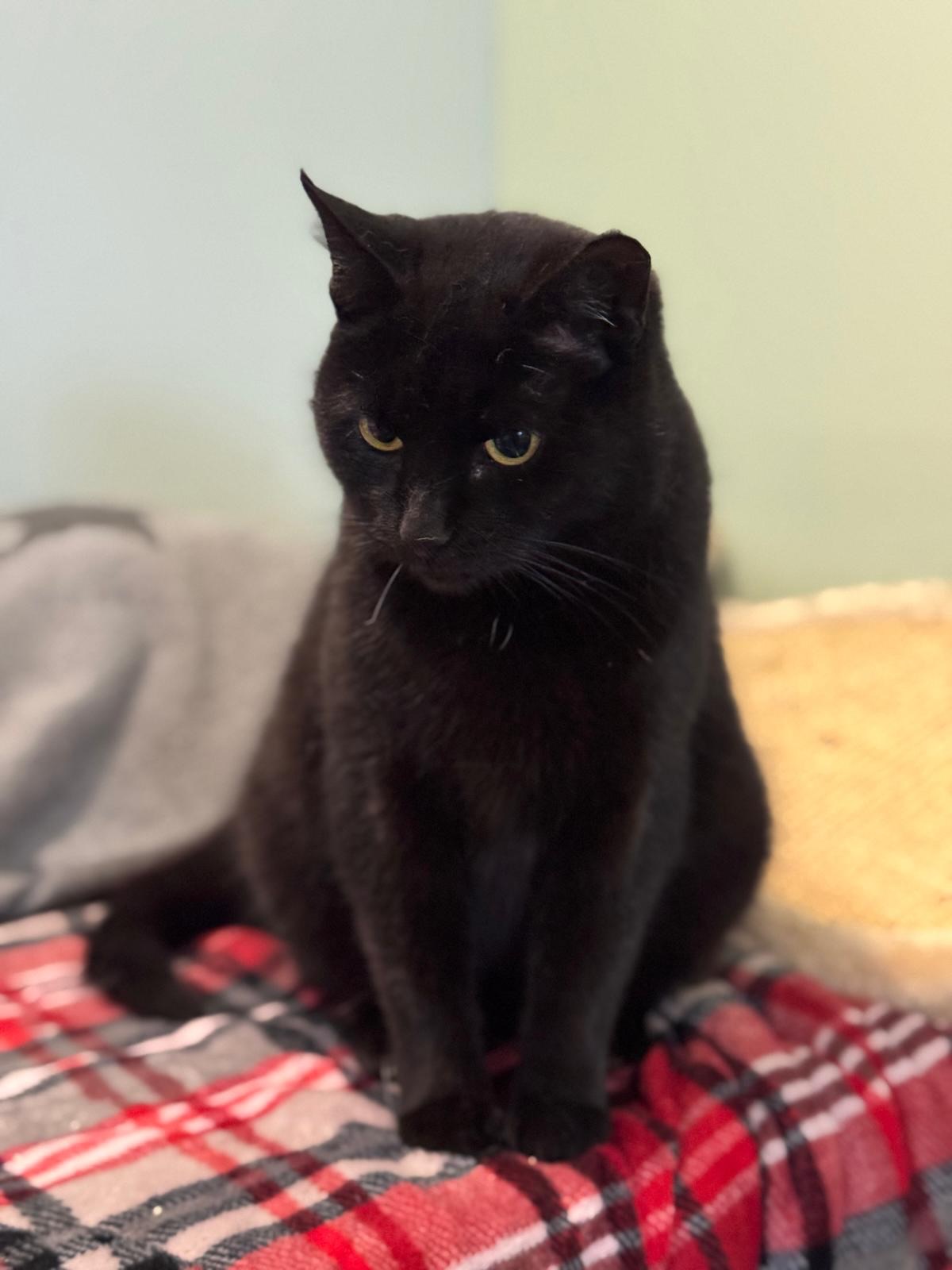 Sucht hier jemand eine Traumkatze? (Spoiler: Es ist Karolinka!) 🥹
Es gibt Katzen, die einem sofort lautstark entgegenlaufen, und es gibt Karolinka. Die etwa 6jährige Katzendame gehört eher zur Fraktion der stillen Beobachterinnen, die das Geschehen im polnischen Katzenasyl erst einmal in Ruhe aus der zweiten Reihe bewerten. Doch wer sich die Zeit nimmt, auf sie zuzugehen, entdeckt schnell ihren eigentlichen Kern: Karolinka ist eine absolut menschenbezogene Genießerin. Sobald sie merkt, dass die Aufmerksamkeit ihr gilt, schmilzt sie förmlich dahin und zeigt, wie viel Liebe in ihr steckt.
Sie bringt die perfekte Balance zwischen entspannten Kuschelstunden und einer gesunden Portion Spielfreude mit. Im Umgang mit anderen Katzen zeigt sie sich dabei von ihrer unkomplizierten Seite. Karolinka braucht keine großen Katzenfreundschaften, um glücklich zu sein, akzeptiert ihre Artgenossen aber völlig souverän und lebt friedlich mit ihnen zusammen. Man könnte sagen, sie ist die ideale Mitbewohnerin für Menschen und Katzen, die eine ausgeglichene und soziale Gefährtin suchen.
Karolinka ist bereits kastriert, gechipt und wurde negativ auf FIV und FeLV getestet. Sie ist also rundum bereit für ihr neues Kapitel. Die Koffer sind im Grunde schon gepackt, denn bereits am 18.04. steht die nächste Ausreise aus Polen an. Alles, was ihr jetzt noch fehlt, ist der passende Platz in einem Transporter, der sie direkt in ihr neues Zuhause bringt!
Wenn du auf der Suche nach einer sanften Seele bist, die dein Leben mit leisen Tönen und viel Herz bereichert, könnte Karolinka genau die Richtige sein. Füll für die ruhige Dame gern unsere Selbstauskunft aus! 🐾
#adoptacat #adoptdontshop #tierschutz #catrescue