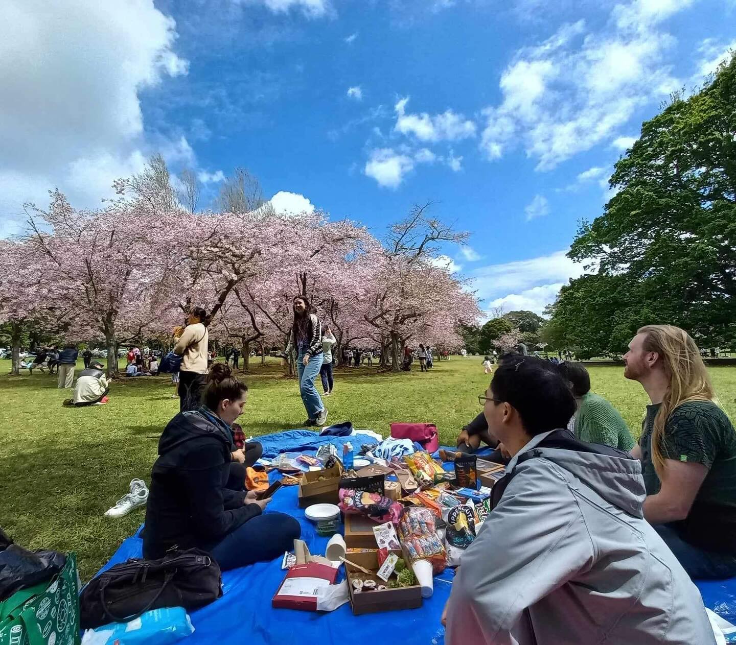October Event | Hanami at Cornwall Park
In October, spring arrived a bit hesitantly and we had to postpone our event by a week but it was worth the wait! The trees were in full bloom and it was just a sea of pink amongst a gorgeous blue sky, with throngs of Aucklanders gathered amongst the branches trying to snap their annual pic.
#hanami #auckland #jetaaauckland #jetaaalumni #cherryblossoms #picnic