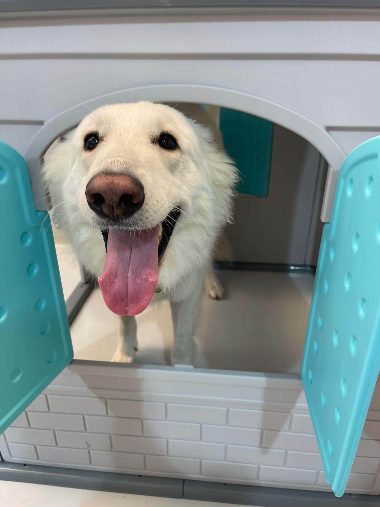 Wednesday fun 🥰🐾🐶💛🥹
.
.
.
.
.
.
#dogdaycarefun #dogsofauckland #dogsofnz #wooflandnz