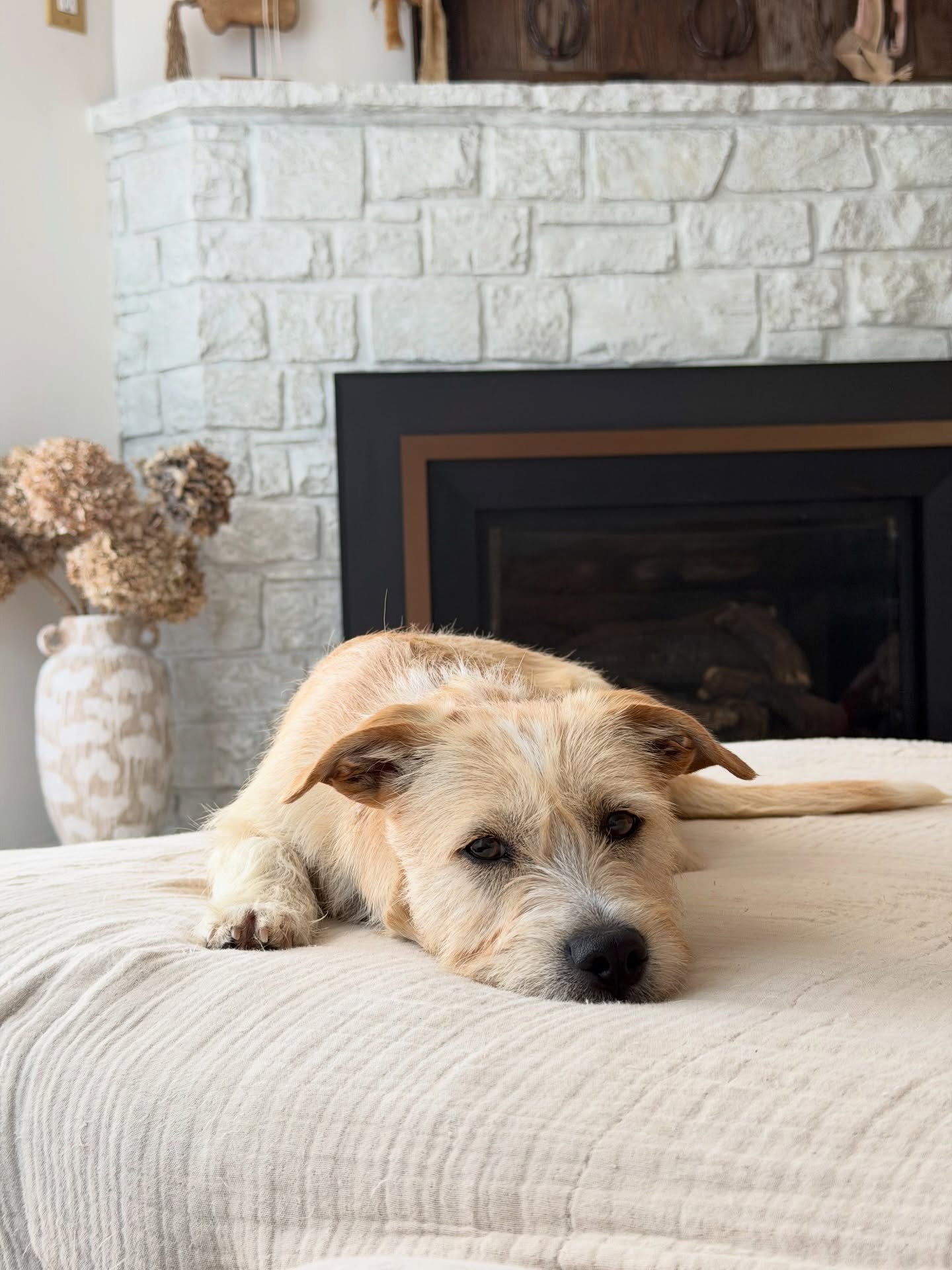 PROJECT: find Feta his forever home! 🐾🧡 Tuli & I have been on a fostering whirlwind with this lovable 16-lb sweetheart. Now it’s time to find his forever family & I’m hoping that might be someone from my own community! Feta is absolutely darling - he’s a sensitive, sweet-as-ever boy who thrives with doggy companionship. He’s 6 months old & the perfect blend of playful energy & cuddly quiet time. He’s 32% dachshund, 21% pomeranian, 20% shih tzu, & the rest small breeds.
-
His ideal home will have another confident & friendly dog to show him the ropes & to help him feel reassured in this very big world. And a bonus if you’re in the Bay Area: his brother was adopted in Mill Valley & his sister in Oakland - both by families who would love to stay in touch for lifelong doggy playdates (in which Tuli hopes she might receive and honorary invitation!🤞🏽)
-
His ideal owner will also have a fenced backyard & the capacity to be fully present with him for essential puppy training and acclimation to a new home. Feta is shy and will need someone with patience and a big heart to allow his personality to shine (and trust me it is bright!!✨). Feta is so very loved and I am working with @milodogsandcats to ensure he finds the very best landing pad.
-
If you are interested, please apply online at www.milofoundation.org 🐾 A long term foster will also be considered & I can answer any questions about him in the comments below!
