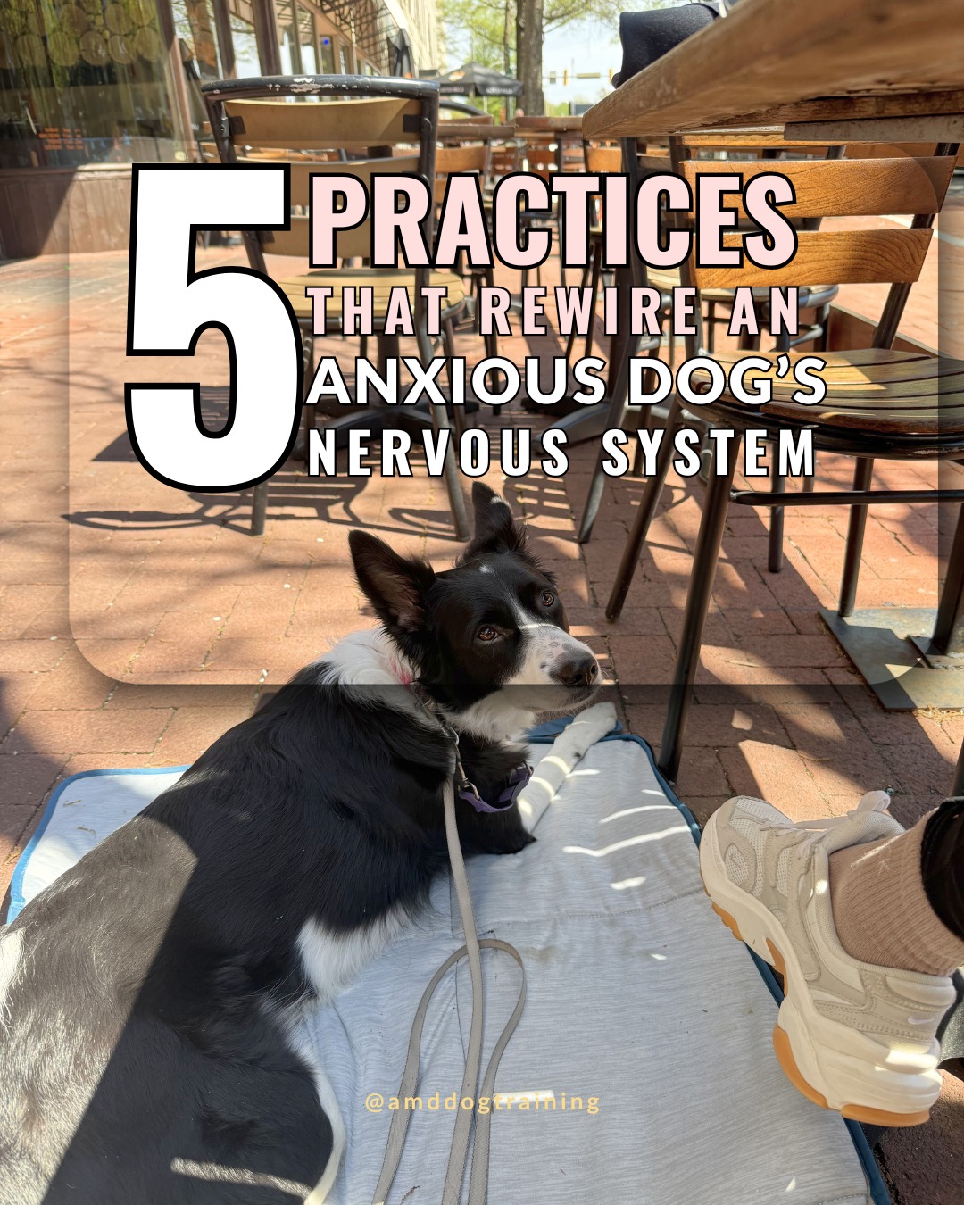 Bonus: your nervous system will thank you too 😌
If you have a reactive or anxious dog, think about these tips in your day to day life and watch your dog finally relax 🫶
#anxiousdog #reactivedog #dogtraining