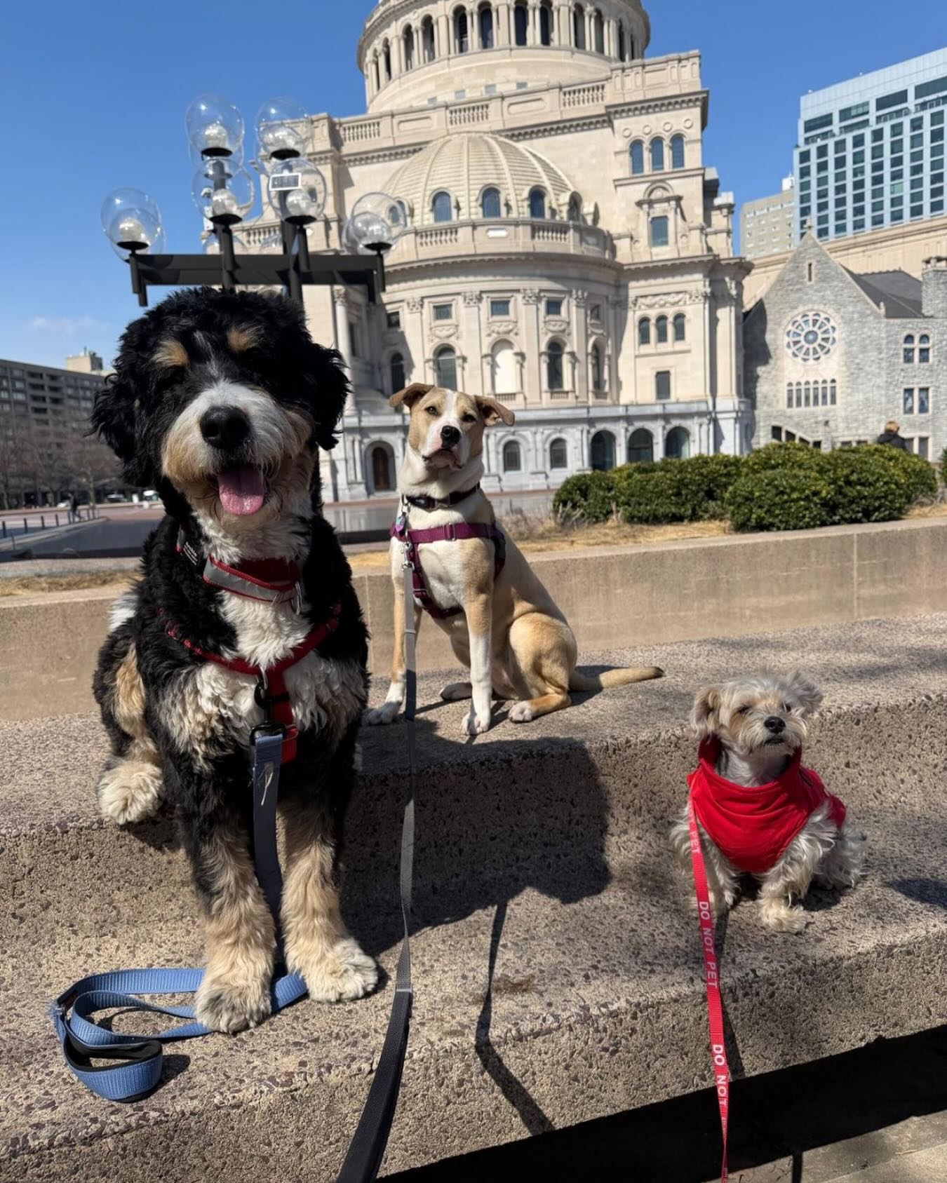 Dogs need more than love—they need friends too. Social time builds confidence and happiness. 🐾 #WagWithWilliam #FearFreeTraining #PositiveReinforcement