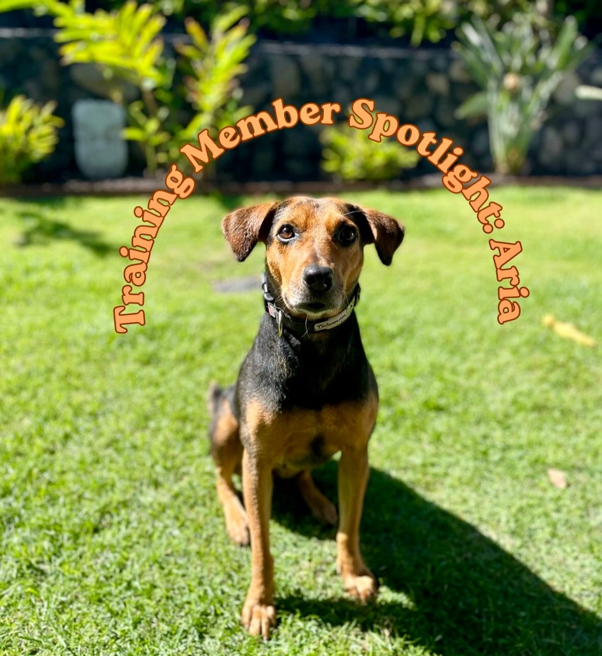 She wasn’t always confident like this!
Before- she was medicated, anxious, and trying to make sense of everything. She didn’t have the easiest start, she lived outside in a hoarding situation with other dogs. Lack of structure, real socialization, and no one showing her how to exist in the world. After MHS @mauihumanesociety came to the rescue, she got adopted by my lovely client. My client was committed to making life enjoyable for Aria and helping her confident personality shine through with a little help and a lot of love 💗
This is her now! Sitting, staying, thinking… and actually feeling good doing it ✨
An understanding based on leadership and respect, over just a week in my Training Course she was letting her personality coming through! The structure provided helped her learn her place in the pack, providing long lasting confidence 🐶
It’s not all about obedience, it’s helping dogs like her slow down, process, and realize they’re safe; that learning can actually be a good thing! No force, no pressure!
She’s got a way to go, but this is a solid start 🐾
Round of Appaws for Aria! 🎉
#maui #dogtraining #dogmom #dogtrainer
