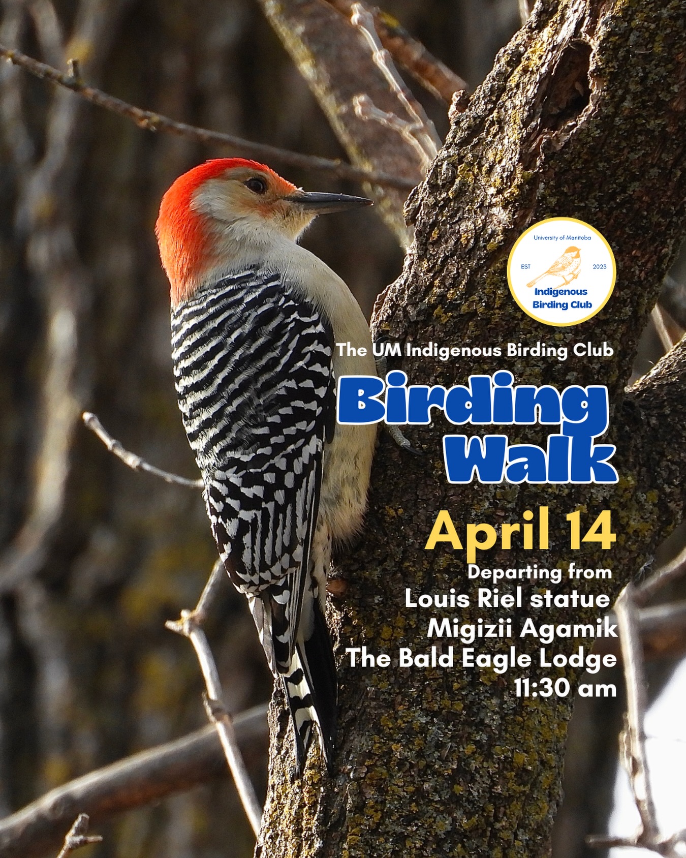 Join us for a relaxed, 1.5-hour birding walk that begins at Migizii Agamik – Bald Eagle Lodge. We will gather at 11:20 a.m. by the Louis Riel statue, with the walk starting promptly at 11:30 a.m. The walk will take us to King’s Park, or another nearby location, at a leisurely pace, allowing us to enjoy our feathered relatives in the green spaces on and near campus.
These walks are open to BIPOC (Black, Indigenous, and People of Colour) folks and allies who share our belief that birding is for everyone, regardless of experience. Whether you’re new to birding or a seasoned enthusiast, we welcome you to join. Just dress for the weather and be sure to bring sunscreen and water. If you don’t have your own binoculars, we have some available to borrow.
Our walks are an opportunity to connect with nature, build community, and learn from one another in a relaxed and supportive environment. Feel free to participate at your own pace, there’s no need to stay with the group the entire time, and you’re welcome to come and go as you please.
Accessibility Information:
The walk covers a variety of paths, including pavement, grass, dirt, and gravel, with mostly flat terrain and a few gentle slopes.
Washrooms are available approximately halfway along the walk.
If you need assistance or have specific accessibility requirements, please let us know in advance so we can do our best to accommodate you.
Parking:
Please note there is NO free parking on campus M-F from 8:30 a.m. to 4:30 p.m. Parking is available in the Parkade and at metered spaces for a fee.
We look forward to seeing you there!
📷: @justinleerasmussen