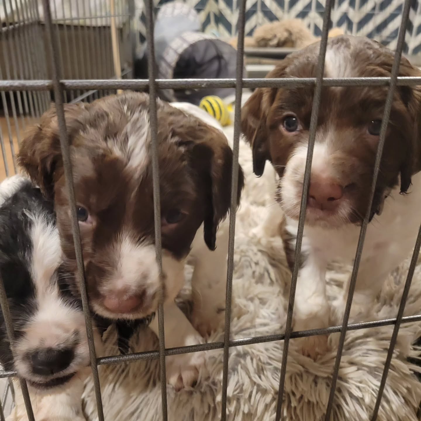 Pre-nap sillies
#dog #puppy