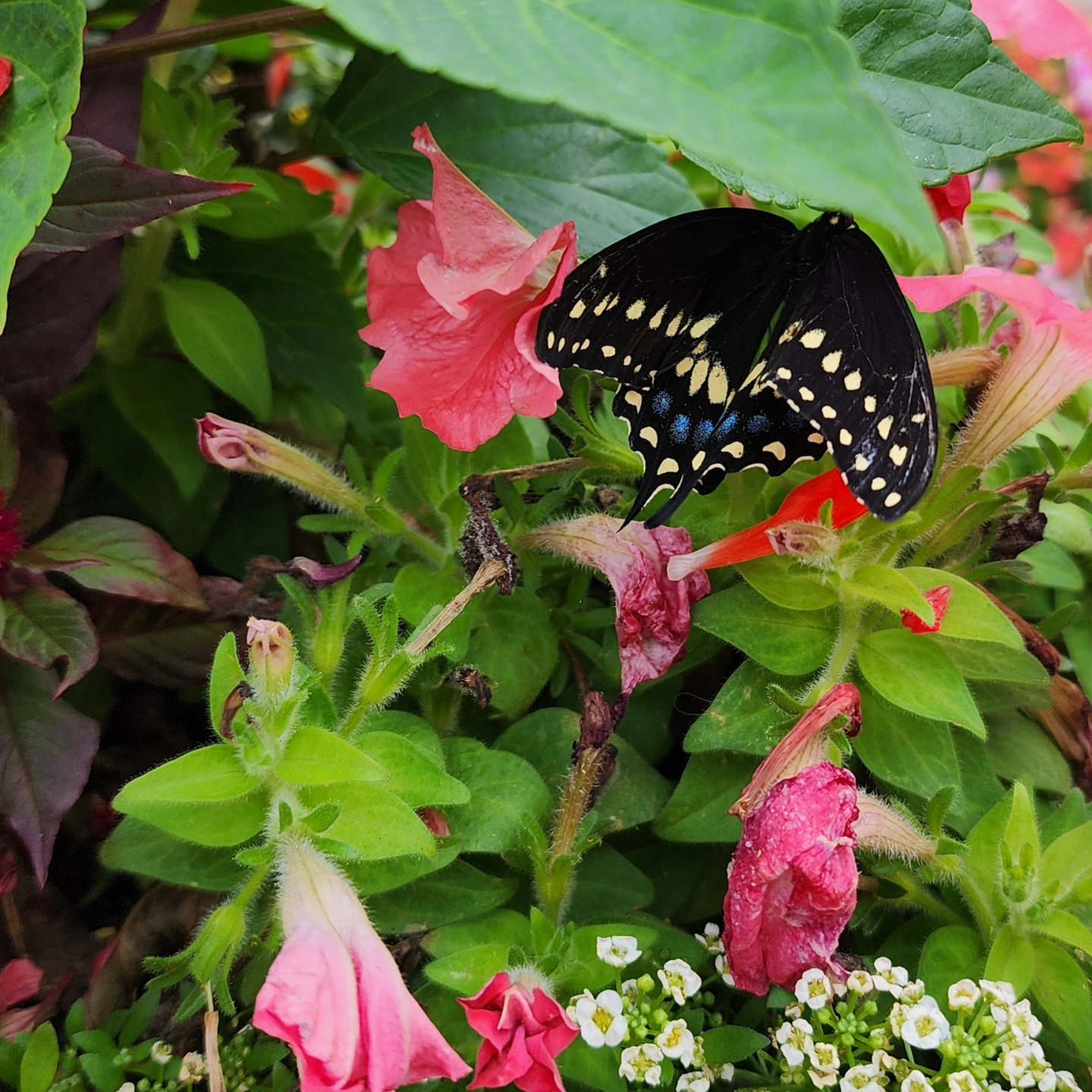 This guy graced us with his presence for a full day after coming out of his cocoon and letting his wings dry!
#texas #northtexas #spring #rain #butterfly #swallowtailbutterfly #thebirdsandthebees #newlife #farmlife #homegrown #homegrownplants #flowers #nature #natureisneat