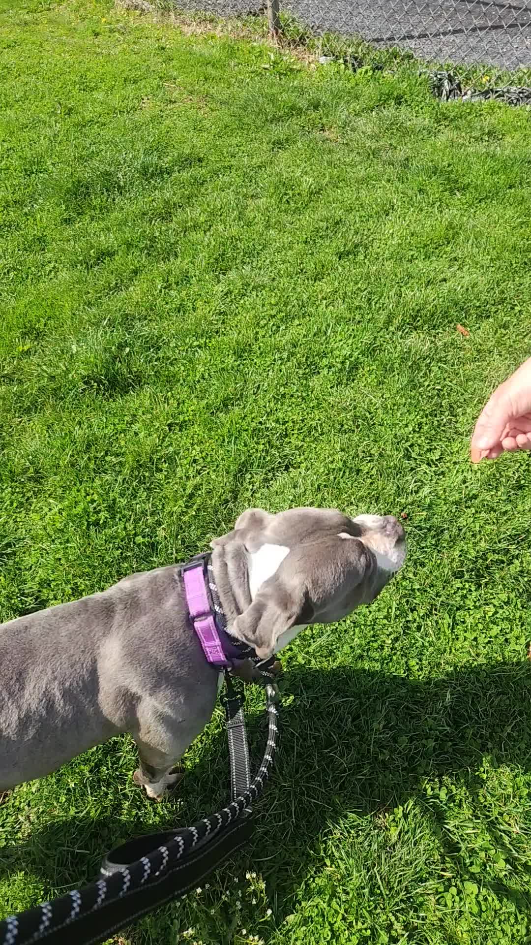 Cricket is learning to trust more and more every day. ❤️
She’s about 5 years old, around 50 lbs, dog-friendly, crate-trained, and housebroken. Cricket has been through a lot and needs a calm, low-traffic home with no kids, no cats, and someone with patience, time, and experience with fearful dogs to help her feel safe. Any training she needs once in a home is fully sponsored.
Help us help Cricket. Her person has to be out there somewhere. 🙏 -Wendi
https://www.co.trumbull.oh.us/DogWarden/dw_adoptablesearch.html
Trumbull County Pound:
7501 Anderson Ave.
Warren, Ohio 44484
330-675-2787
#rescue #warrenohio #trumbullcounty #trumbullcountydogwarden #trumbullcountydogpound #adopt #dogfriendly