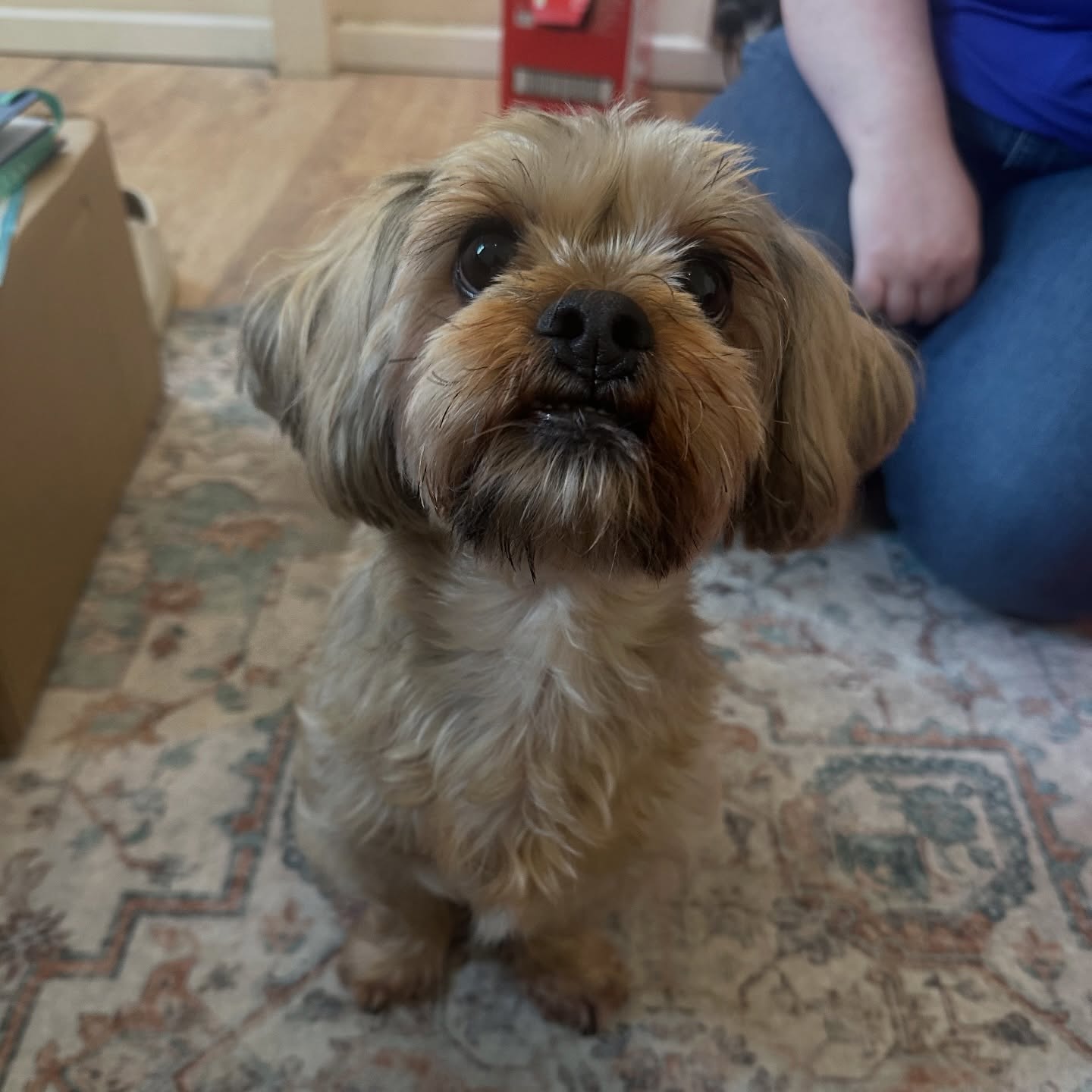 Big well done to Kupo for his sign-off today! ⭐️
This little cutie was referred by @harbourvets following his TPLO surgery. With his amazing owners’ consistent efforts with his home plan between physio sessions, Kupo has been able to get back on track to doing what he loves while remaining comfortable and strong!
If your dog has recently undergone cruciate ligament repair, pop us a message to discuss how we can help your pet’s recovery 🐾