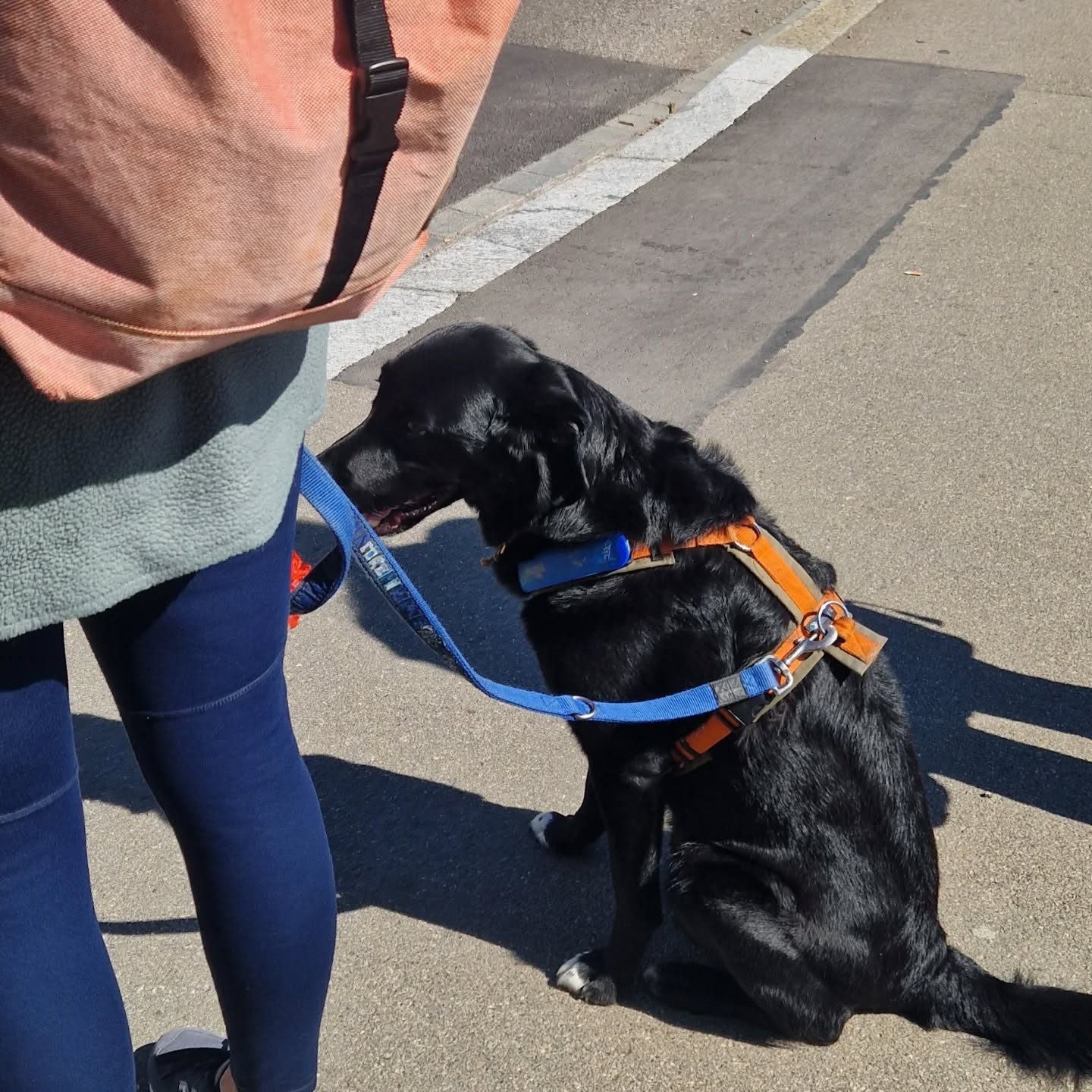 ❤️liche Gratulation Team Yuri zur bestandenen Prüfung 🐕🦺 Super gemacht! Weiterhin viel Erfolg für die nächsten zwei Jahre.
#assistenzhundeschweiz #assistenzhundeverein #assistenzhundeprüfung #vereinpawsandyou #geprüfterassistenzhund