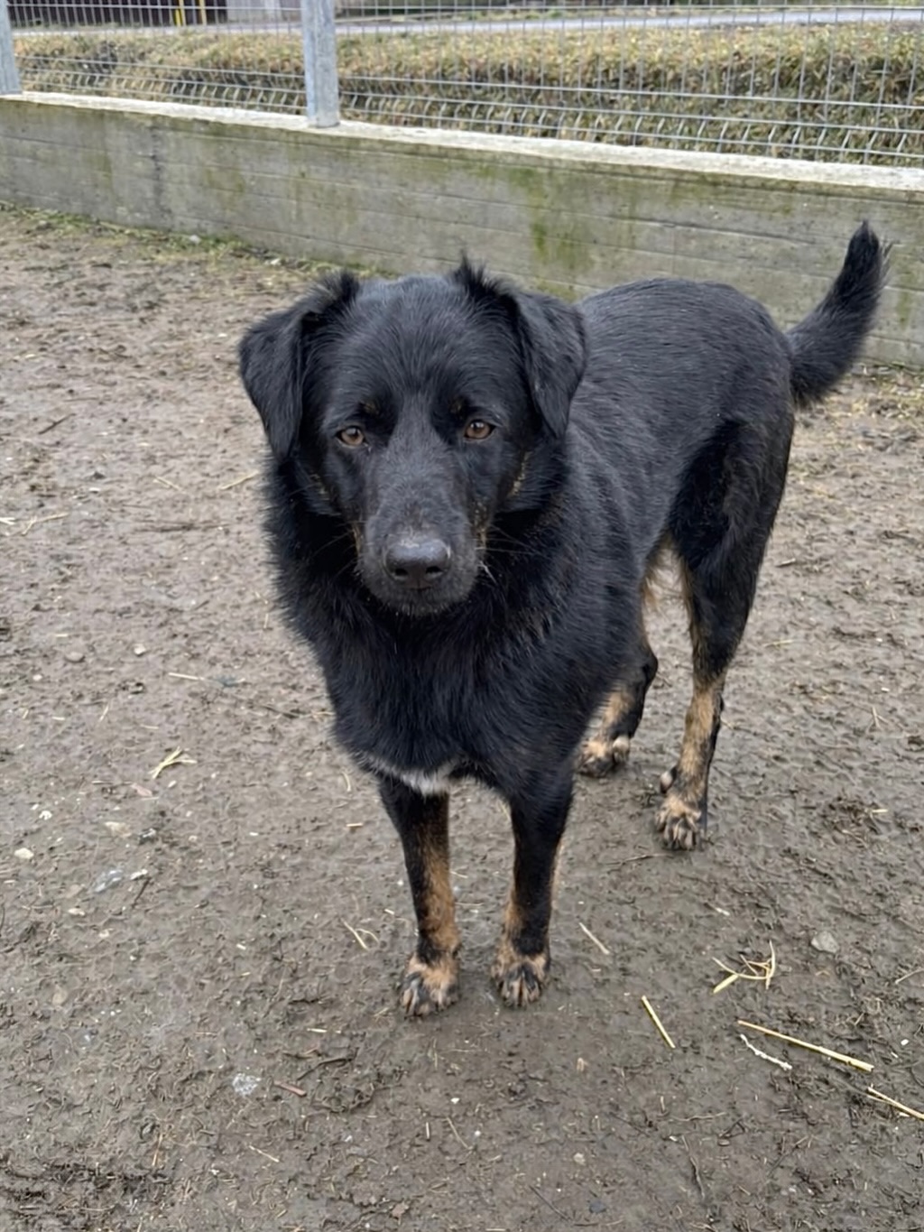 Hiii, ich bin’s OTTO!
🤍 Otto / Rüde
📏 ca. 55cm / ca. 12.2024 geboren
🐶 verträglich
👧🧒 verträglich
💞 verspielt & fröhlich
📍 Standort Oneşti, Rumänien
Ich wurde als Welpe mit meinen Schwestern Betty und Rita von lieben Menschen auf der Straße gefunden. Wir waren alleine, hatten Angst und großen Hunger. Zum Glück haben uns die Menschen mit nach Hause genommen. Dort fühlten wir uns sofort wohl, sicher und willkommen. Wir bekamen Futter, wurden gut versorgt und alle waren sehr lieb zu uns.
Endlich konnten wir den Tag genießen, spielen, rennen und toben. Es gibt hier andere Hunde und tolle Kinder, mit denen wir besonders gern spielen.
Eigentlich haben wir ein tolles Leben, trotzdem muss ein junger Hunde-Mann irgendwann den nächsten Schritt machen. Jetzt bin ich 15 Monate alt und habe das Gefühl, dass es Zeit ist, die Welt außerhalb unseres Gartens kennenzulernen. Ich wünsche mir eine junge, aktive, sportliche Familie in Deutschland, die immer für mich da ist und mit der ich Abenteuer erleben kann. Ein sicher eingezäunter Garten wäre wichtig.
Ich weiß, dass ich noch viel lernen muss, wenn ich in Deutschland ankomme. Ich will das unbedingt. Ich bin klug und aufgeweckt und gebe mir Mühe – versprochen! Wenn ich am Anfang nicht alles richtig mache, sei bitte nicht enttäuscht. Zeig mir ruhig und verständnisvoll, was richtig ist, und hab etwas Geduld. Wenn Du mich Schritt für Schritt begleitest, werden wir ein tolles Team.
Ich bin ein fröhlicher, aufgeschlossener Hunde-Junge mit viel Energie, sehr lieb, menschenbezogen, verspielt, aktiv und immer gut gelaunt.
Ich bin ca. 55 cm groß. Jeder sagt: „Der Otto ist ein toller und sehr hübscher Bursche!“ Ich finde, sie haben Recht!
Wenn ich Dir gefalle und Du ein Körbchen frei hast, freue ich mich sehr über eine Chance. Super wäre auch ein souveräner Hunde-Kumpel, der mir zeigen kann, was ich wissen muss.
Ich freue mich schon sehr darauf, von dir zu hören!
Dein Otto🐶
💌 Bei Interesse an einer Adoption - füll gerne eine Selbstauskunft aus: https://wir-fur-hunde-in-not-ev.petoffice.app/adopt/?species=dog
(Link in unserer Bio)