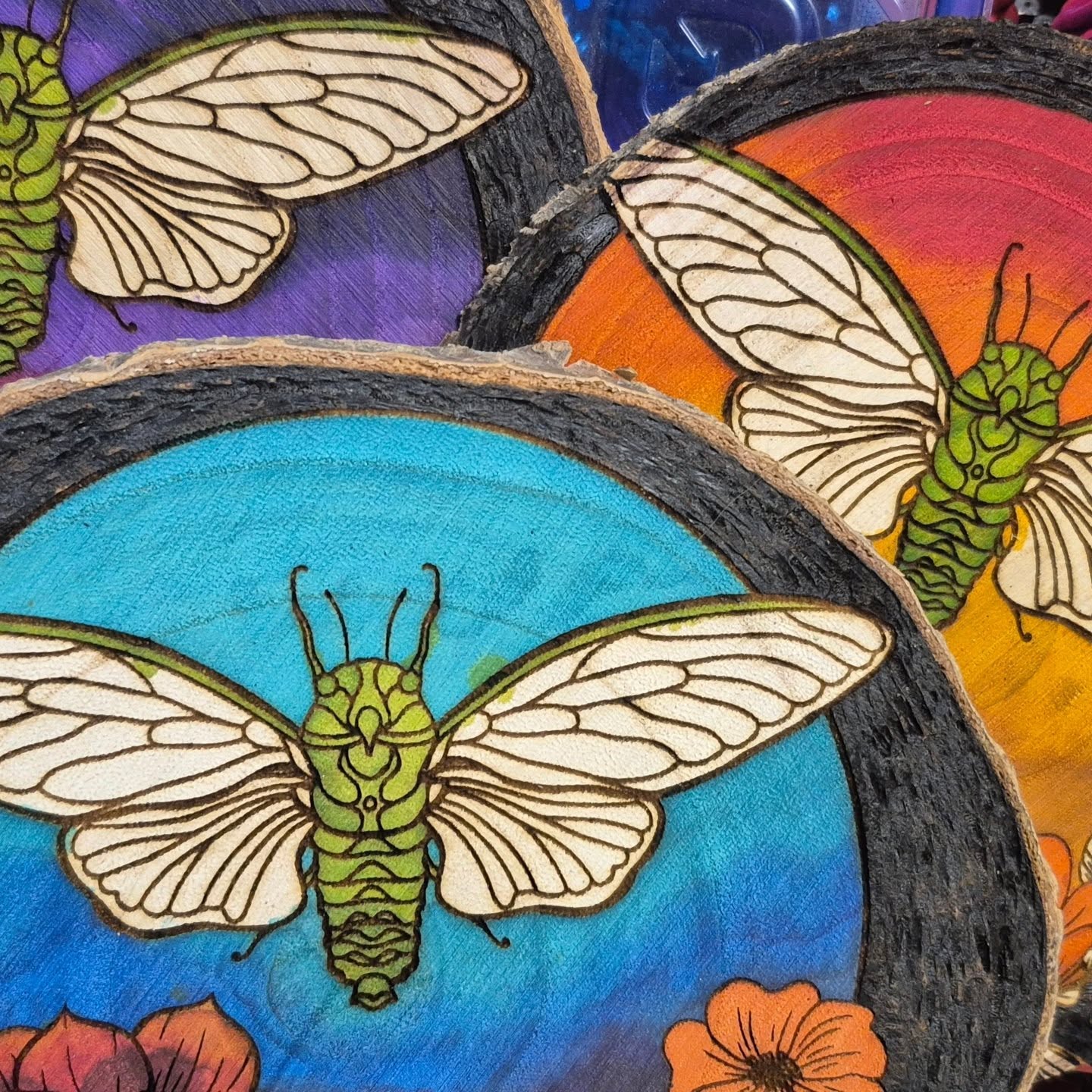 New cicadas coming up in this batch