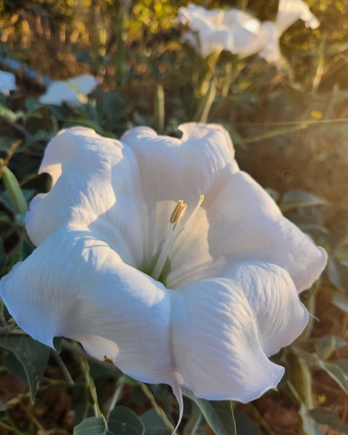 **Online Exclusive Alert!**
Transform your garden with two show-stopping natives just in time for spooky season✨
🌀 **Datura wrightii** – Also known as Sacred Datura, this mystical beauty boasts stunning trumpet-shaped flowers that bloom in the moonlight, adding an enchanting touch to your landscape.
🎃 **Cucurbita foetidissima** – Perfect for xeriscaping, this resilient plant features striking silver leaves and unique, colorful gourds. It’s a must-have for any native garden!
🌱 Order your 4” pots to be delivered to one of our retail partners near you. Limited stock, so don’t miss out!
🔗Link in the bio to shop now
#NativePlants #DaturaWrightii #CucurbitaFoetidissima #GardenInspiration #MoosaCreekNursery #fallplanting #socalplants #killyourlawn