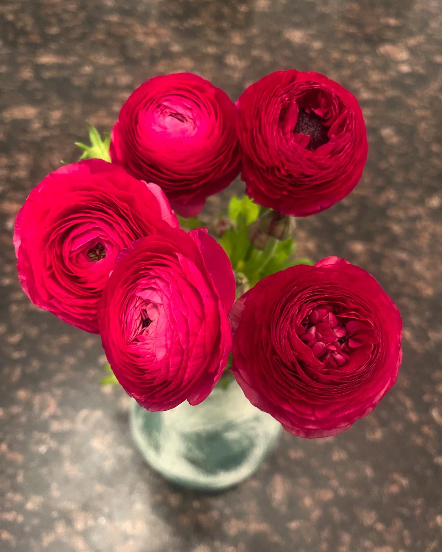Sometimes called ‘the rose of spring’ or ‘Persian buttercup,’ ranunculus come in singles or doubles, smooth-edged or ruffled, in solids and picotees. The tight globes of layered ranunculus blooms are almost too perfect to be believed. You might think they are crepe paper concoctions, but they are very real.