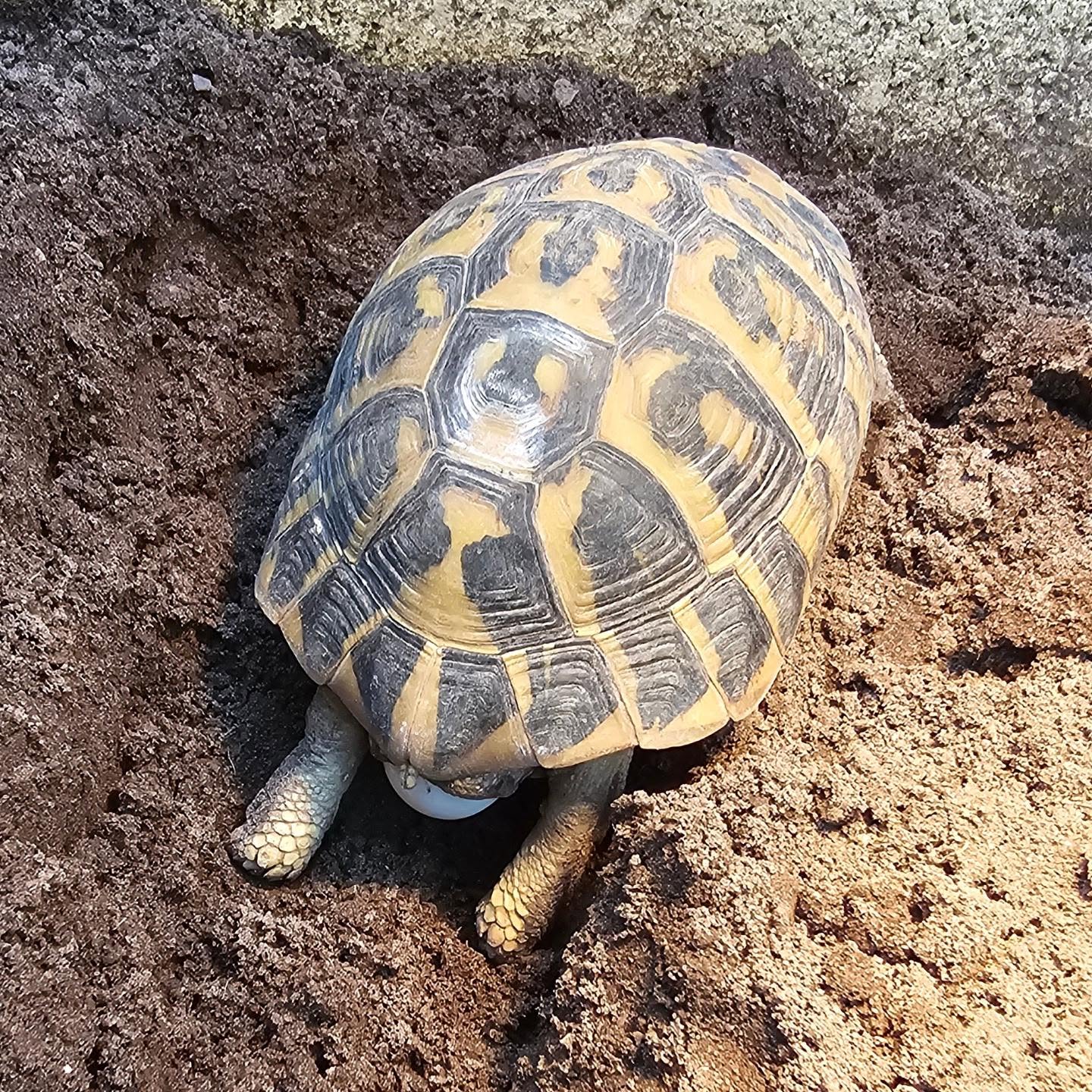 Over the years, we have had our hermanni hermanni group. We only had 2 females lay. This year, we have another 3 layers that have decided the conditions are suitable. As it stands, we currently have 68 eggs in our incubator. May has truely been fruitful for us. Her 1st clutch of 3 eggs. Not bad at all. #midlandtortoise #tortoise #Tortoise #tortoisekeeper #tortoiseofig #tortoiseofinstagram #tortstgram #tortoiselife #reptilesofinsta #reptilesofig #repstagram #pets #reptile #schildkröte #egg #breeding #nesting #hermannihermanni #testudo #tortoisebreeding #laying #egglayer #reptileegg #nestsite #captivebred