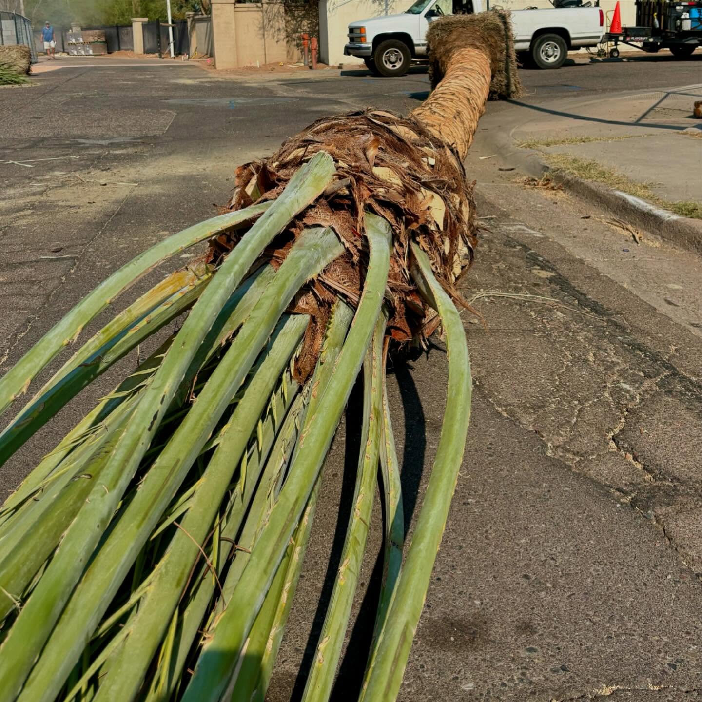 🚜🌴Planting Date Palms🌴🚜
JOB: San Marcos
Giving these gorgeous palm trees a new home.
In the pictures you can see from when the Palm Trees arrive, get unloaded all the way until they get installed.
The attention to detail aiming for perfection when planting palm trees is what we strive for.
Our team sure does a great job 🙌
.
.
#palmtrees #palmtrees🌴 #datepalms #palmpals #azpalms #azconstruction