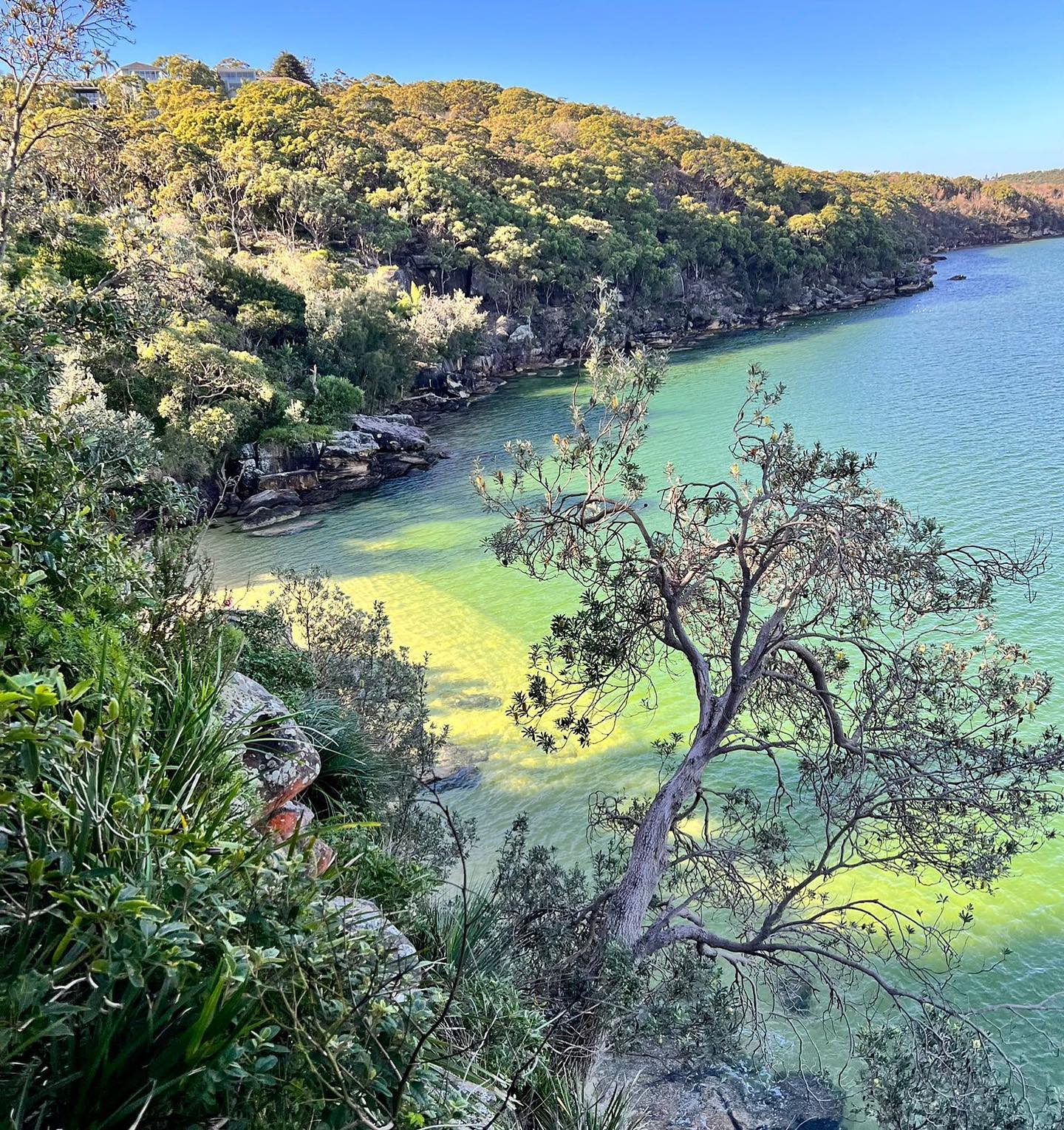Spit Bridge to Manly Coastal Walk. Wir haben 3 Stunden gebraucht aber auch an jeder Bucht Fotos gemacht✨
#manly #australia #spitbridgetomanlywalk #expatfamily