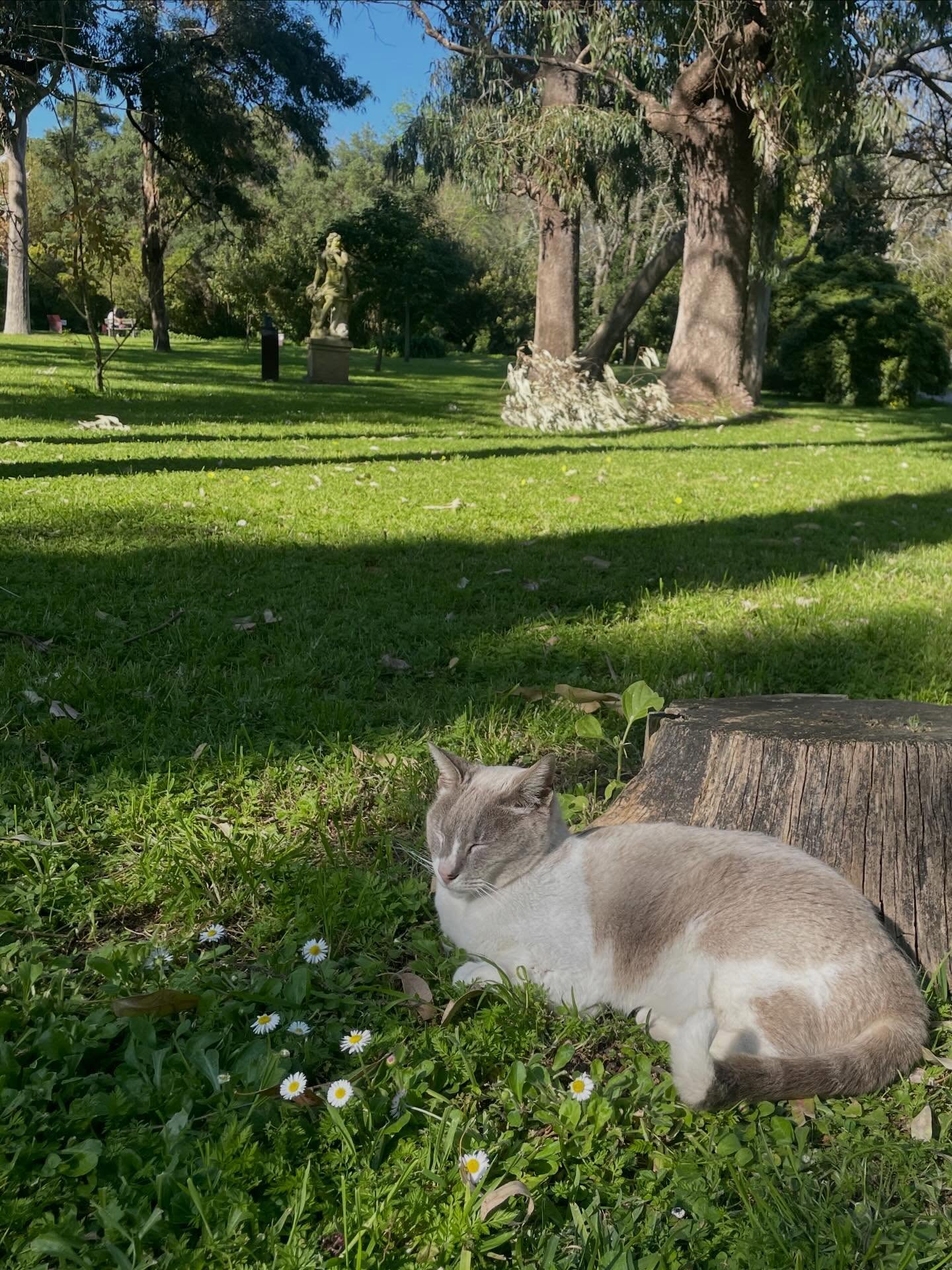 まったり寝子😪 - Jardim Botânico Tropical, Belém