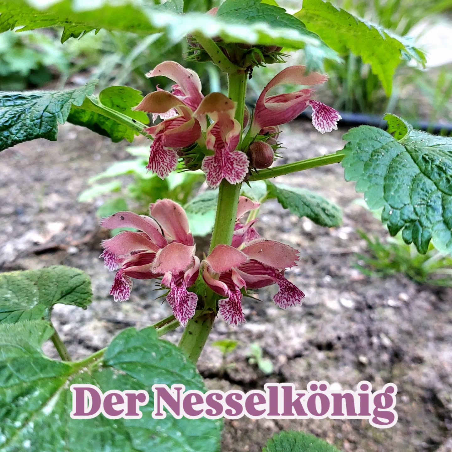 Der Nesselkönig blüht!
Für den halbschattigen oder hellen Schattengarten...
wunderschön! Oder?
#staudenvielfalt #verenas_pflanzentanz #innenhofwien #schattengarten #wienergärten