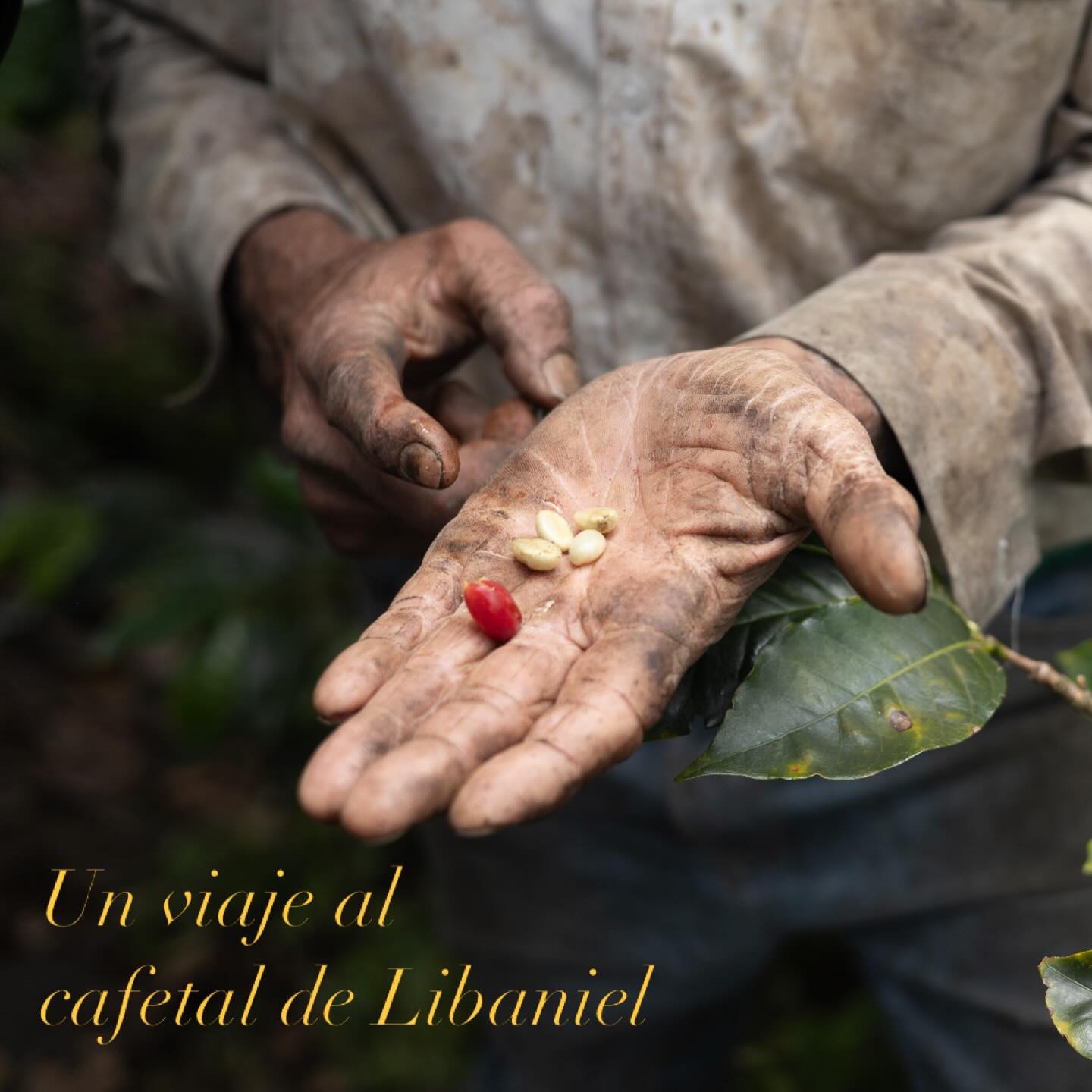 La sabiduría de los cafetales pasa de las plantas a las personas que las cultivan y de ahí a las generaciones que las siguen.
Libaniel y su iniciativa @fincavillamalicia comparten ese conocimiento a sus visitantes.
ENG/
The wisdom of coffee plantations passes from the plants to the people who grow them and from there to the generations that follow them.
Libaniel and his initiative @fincavillamalicia share that knowledge with their visitors.
#café #zonacafetera #manizales #colombia