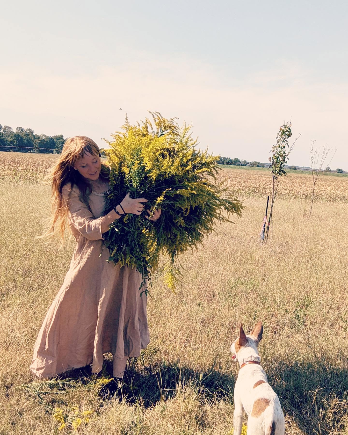 Golden season in the Middlewest.
...
#forage #wildflowers #golden #countrystyle #country #countryliving #retro #farmhousestyle #cottagecoreaesthetic #cottagestyle #cottagecore #vintageclothing #vintagestyle #vintagefarmhouse #prairievibes #herbalmedicine #foraging