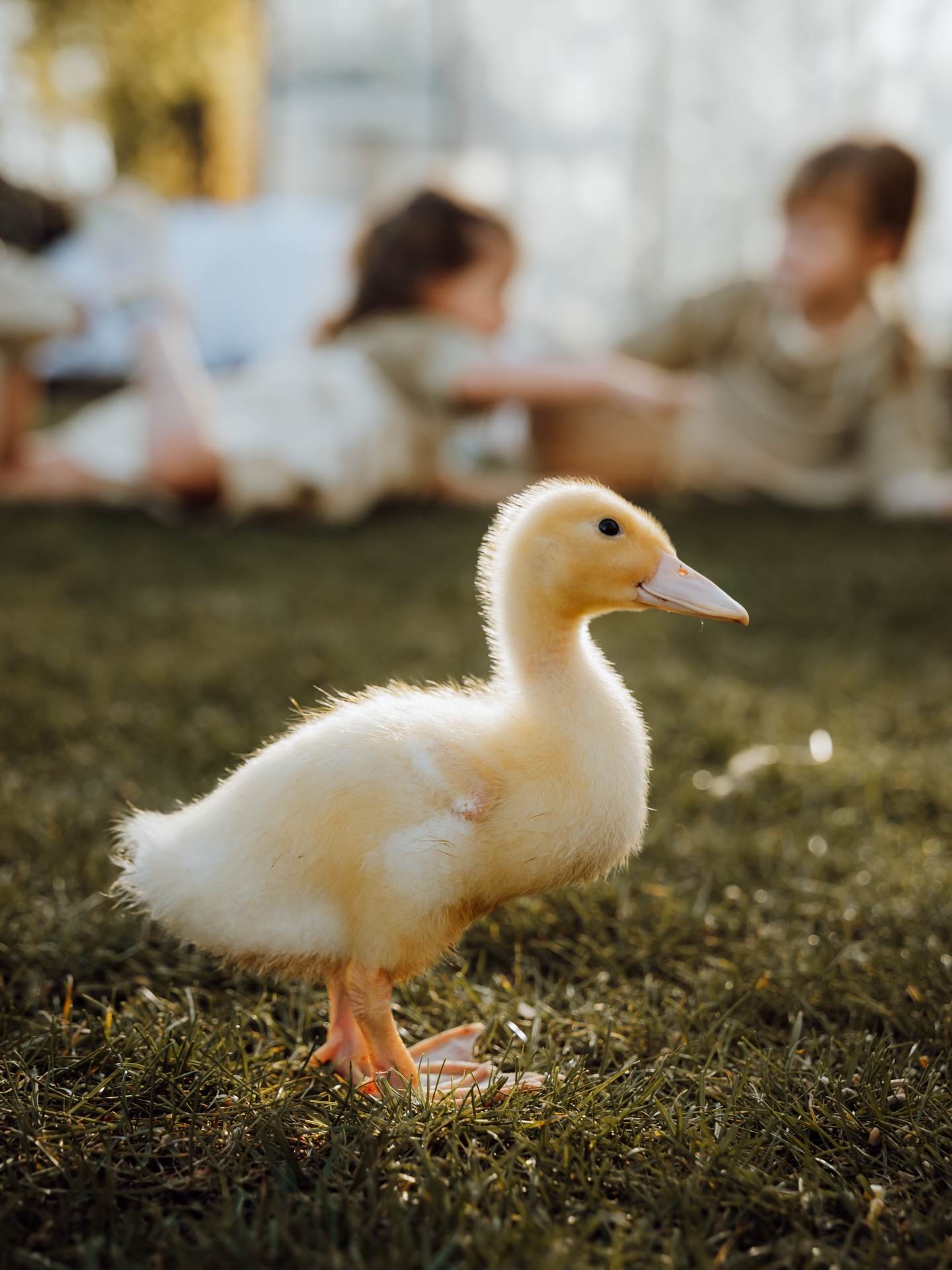 Soms is het fijn om eens vast te leggen wat je zelf in je hoofd hebt. Geen opdracht maar vrij werk. Puur creëren en vastleggen wat al zo lang in je hoofd zit. Met mijn Childhood Pets probeer ik kinderen samen met hun niet alledaagse diertjes vast te leggen op een warme en speelse manier. Alles beweegt, niemand doet precies wat je verwacht maar juist daarin zit de magie. Wanneer dat uiteindelijk samen komt in beeld, word ik daar zó blij van.
Laat kinderen vrij zijn. Laat ze spelen en vuil worden, ontdekken en opgroeien met dieren. Die kleine momenten van vriendschap en verwondering, in eigen tuin. Dat zijn dé herinneringen voor het leven. En precies die momenten leg ik het állerliefste vast 🧡🐥🪿🐔 .
Een dikke dankjewel aan @sofie.endemeisjes om dit projectje samen met mij uit te werken!