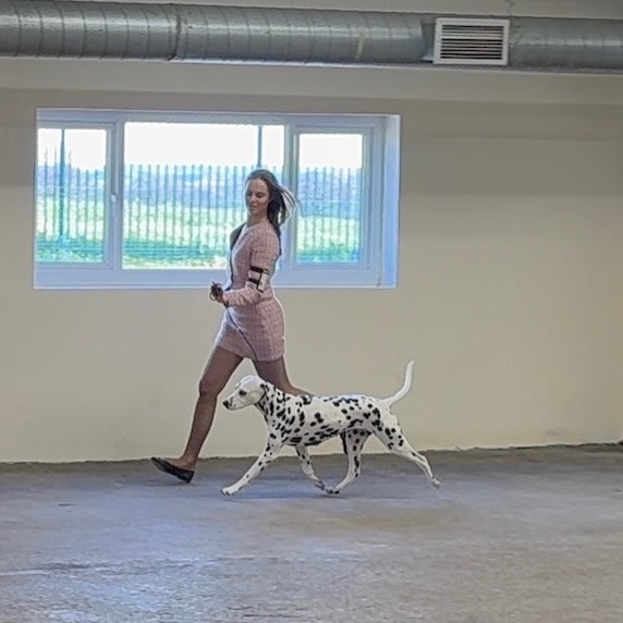 OVER THE MOON!!!
Yesterday Mae and I attended the North of England Dalmatian Club Championship Show, with my sister Gwen cheering us on.
It was Mae’s first show in the UK, and with her turning 7 next month, after her third litter last June and a break from showing of over a year, we truly didn’t expect this result!
Lichtenbelt’s Summer Breeze (NL CH Gwynmor Gallagher X Lacrima Christi Cocaine)
✨3rd Place Open Class Bitch
✨Very Highly Commended Special Beginners Class Bitch
With her result in the Open Class, Mae has been awarded a Stud Book Number, meaning she is now qualified for Crufts for Life! So incredibly proud of our sweet Mae🥰
A big thank you to Chris Pickup for appreciating our Mae, and to the amazing organisation and fellow exhibitors. We received such a warm welcome and truly enjoyed the day!