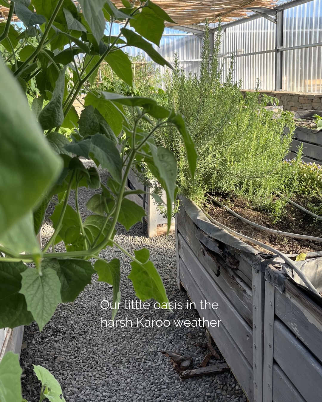 The Karoo weather likes to keep us on our toes, so our Hothouse is the real hero out here protecting our veggies & herbs from the Karoo’s mood swings.
It’s our little oasis for growing the fresh herbs and veggies that find their way onto your plate at the Rittersaal - fresh & deliciously home grown.
Let us know in the comments if you are a plant person.
#luxuryecotravel #darkskyreserve #travelsouthafrica #karoo #karoolife
karooaccommodation hikingadventures hikingsouthafrica cheetahconservation cheetah sustainabletravel stargazing astrophotograph