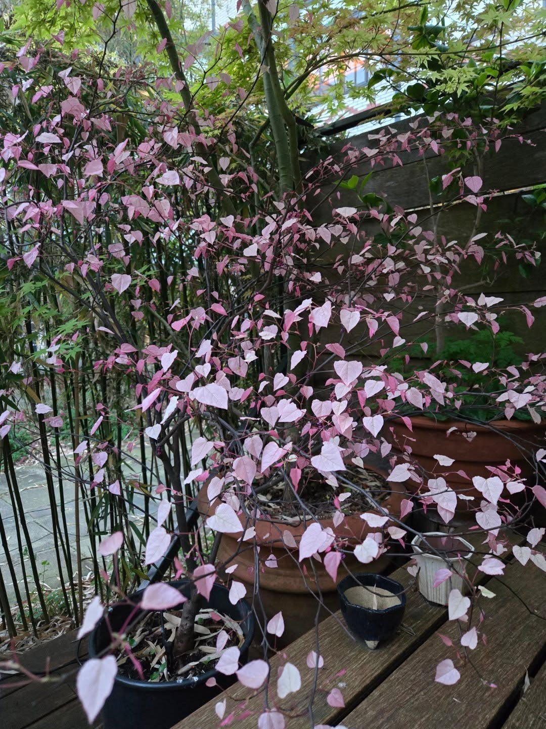 Cercis canadensis sweetheart- early spring !