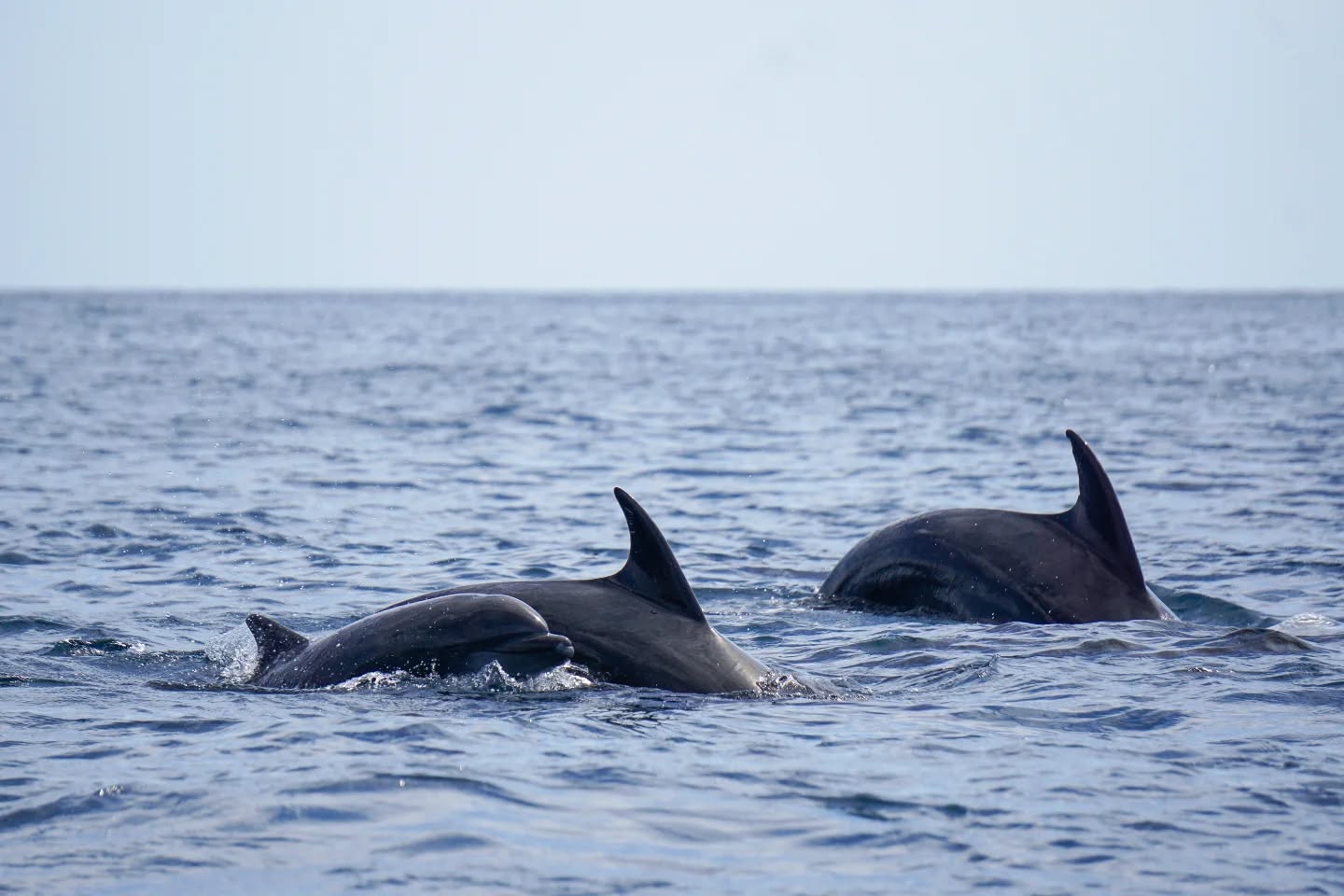 Naturaleza en estado puro🌊
Navegamos alrededor de la isla de Cerralvo y el mar nos regaló muchísimo más de lo que esperábamos: ballena azul, jorobadas, lobos marinos, dorado, móbulas saltando…
Más allá de la vida marina, vivir esta experiencia con nuestro guía @bluemikel que, al igual que nosotras, ama el mar y nos enseña a disfrutarlo y a respetarlo, es un verdadero placer. Qué importante es realizar una experiencia así identificando el comportamiento del animal, manteniendo distancias, sin perseguir y sin invadir su espacio.
Y cuando lo haces así, el mar responde.
:::::::::::::
Cerralvo uhartearen inguruan nabigatu genuen eta itsasoak espero genuena baino askoz gehiago oparitu zigun: balea urdina, konkordunak, itsas otsoak, mobulak saltoka…
Guk bezala itsasoa maite duen Mikel gure gidarekin esperientzia hau bizitzea benetako plazerra izan da. Horrelako esperientziak animaliaren portaerak identifikatuz, distantziak mantenduz eta bere espazioa inbaditu gabe egin behar dela erakutsi
Eta horrela egiten duzunean, itsasoak erantzun egiten du💜