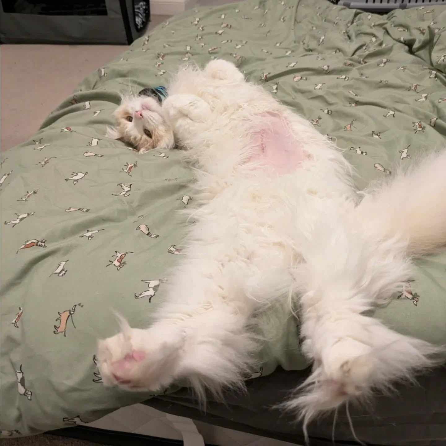 β οΈ SENSITIVE CONTENT, SCROLL AWAY IF YOU DONT WANT TO SEE A FEEDING TUBE IN USE β οΈ
You can now call us experts in poorly cat care π€π±π
As a few of you know, we recently had a big scare with our Mainecoon Sonny who had to undergo emergency surgery a little over a week ago. Thanks to the amazing team at @leonardbrothersvets , we now have a cat that is diagnosed, monitored, and slowly getting back to his usual self πΈ
It has been a scary time having to manually feed our boy using a feeding tube and ensuring his tummy stitches and neck wound stay clean and untouched (not as easy as it sounds!!)... But thankfully this afternoon he has been signed off by the vets and now we just monitor him for the Hyperplasia in his pancreas π₯Ίπ€π»
Thank you to our clients who have been so understanding when we've had to move walks to make sure we can get back to feed and check on him π
Here's to hopefully not having to care for another very poorly cat again soon... But if you've booked a holiday and have a cat at home that needs regular medication, we are experienced to help πΈπΎ
.
.
.
#poorlycat #mainecoon #nomorevetsplease