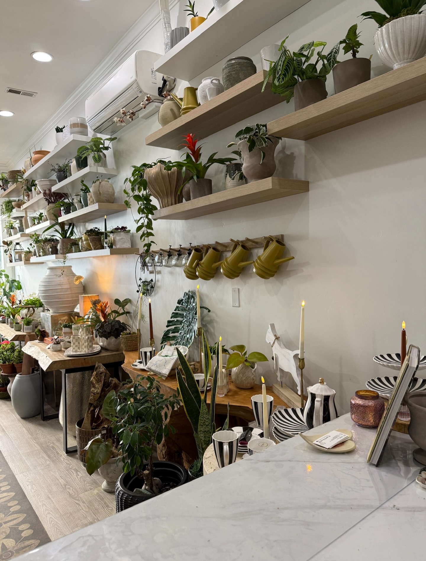 Where nature meets design… effortlessly.
Every corner at Plantology Plants & More is thoughtfully curated to bring warmth, texture, and life into your space.
From sculptural greenery to timeless vessels, it’s more than just plants, it’s an experience in elevated living.
Step inside and find the pieces that speak to you… because the right environment changes everything.
#Plantology #PlantologyPlantsAndMore #IndoorJungle #ChicLiving #HomeAesthetic