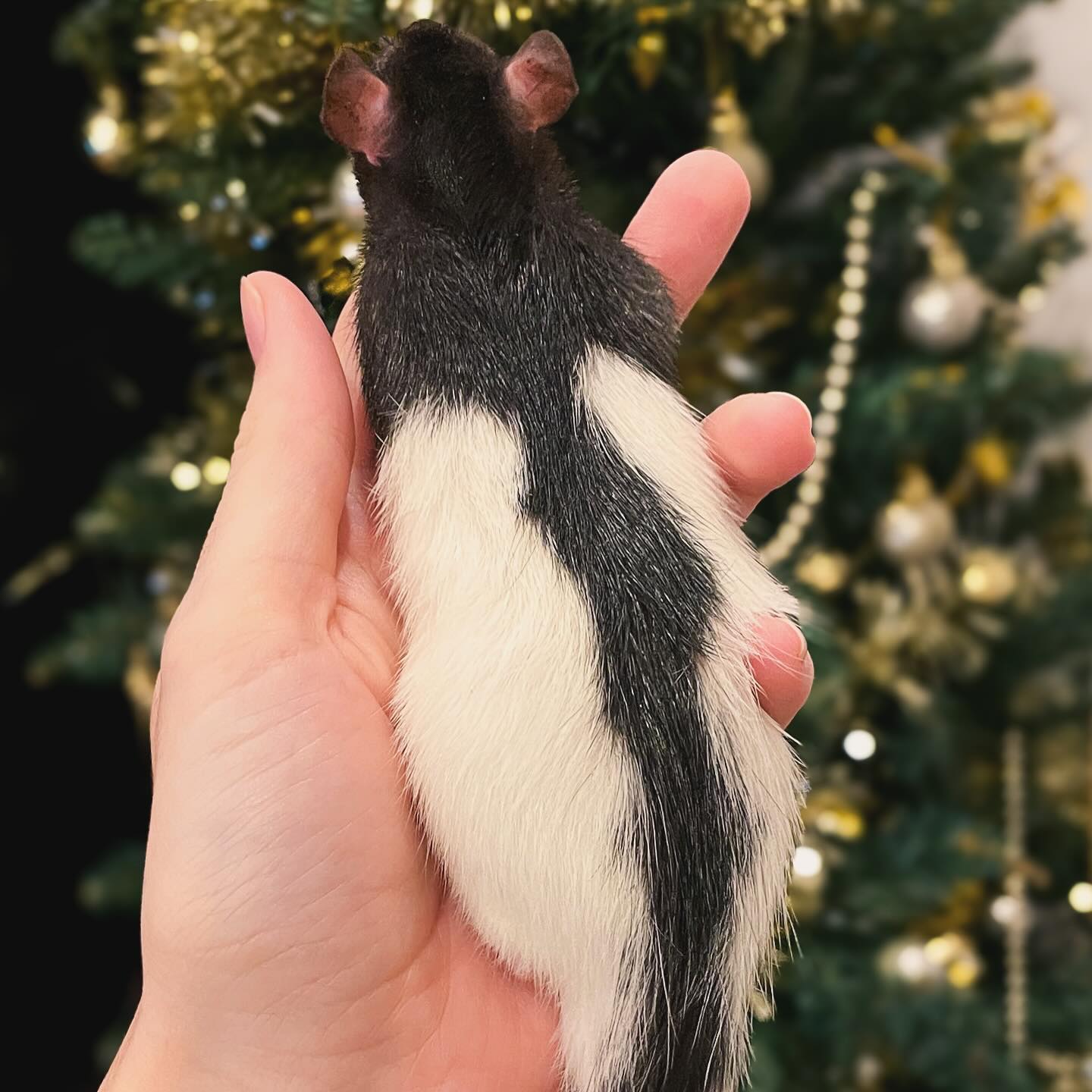 They’ve grown a lot since these pictures were taken. These two lovely boys are my newest additions to my buck group from @pipistrellemouseandrat and are the foundations to my Hooded and Variegated lines.
.
.
.
#rat #rats #ratsofinstagram #ratsofinsta #petrats #petsofinstagram #dumborat #rodent #ratcommunity #breeder #ratbreeder #rodentsofinstagram #rodentsofig #rattiesofig #rattiesofinsta #ratsofinstagram #rodents #cute #pets #fancyrat