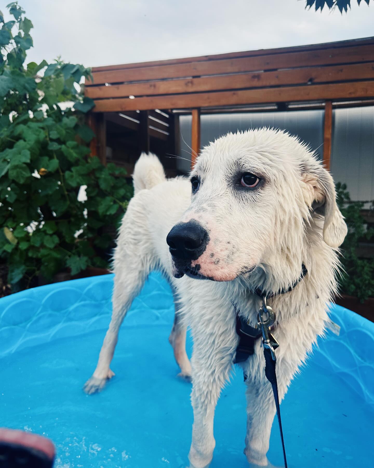 Officially 7 months old. Can’t believe we have had him 3 months already! Love this Oquirrh boy.