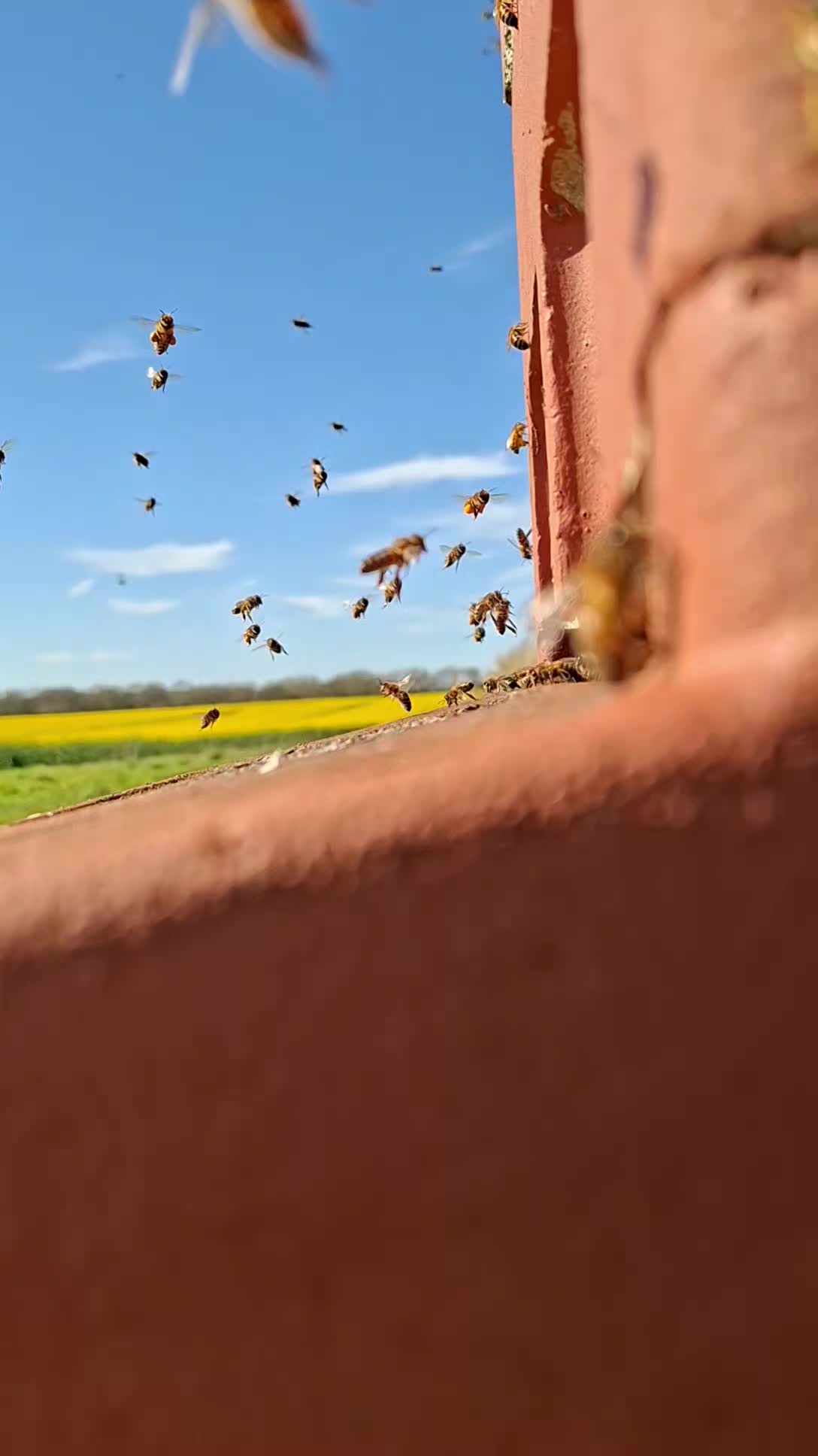 At last a bit of sunny weather and thes ar loving it!