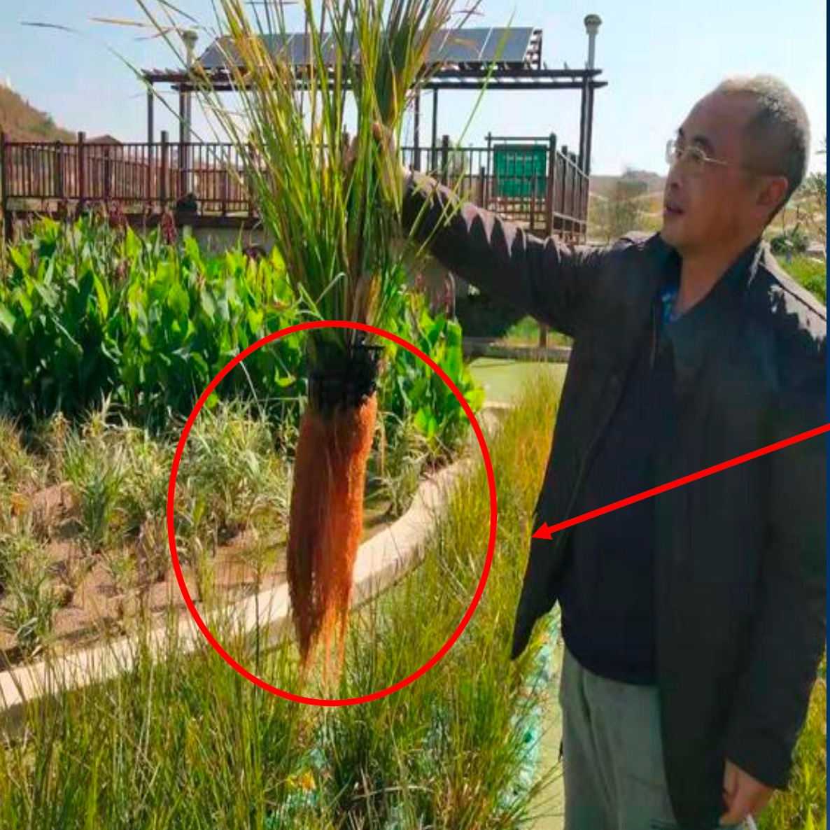 China spent 20 years proving the Vetiver System works — on highway slopes, mine tailings, railways, and wastewater. Government-mandated. Peer-reviewed. Up to 10x cheaper than hard engineering.
The part that made it happen? A network that connected researchers, engineers, agencies, and farmers into one loop.
That's the model. That's what we're building in Australia.
Full article in Vetiverse.org
#VetiverSystem #NaturalBasedSolutions #Bioengineering #ErosionControl #NRM #Australia #Vetiver #LandRehabilitation #NatureInspired